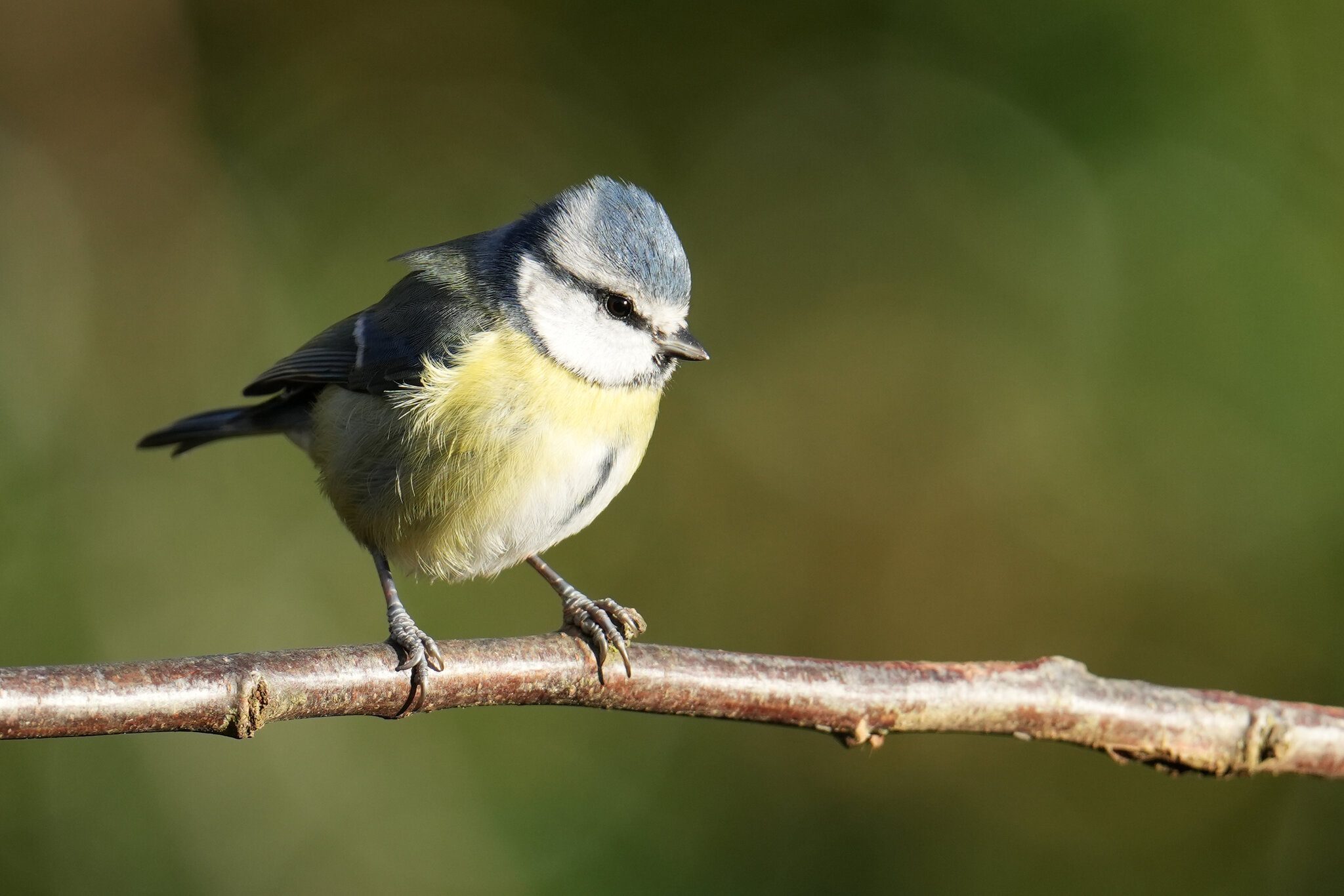 DSC00858-3000px-bluetit.jpg