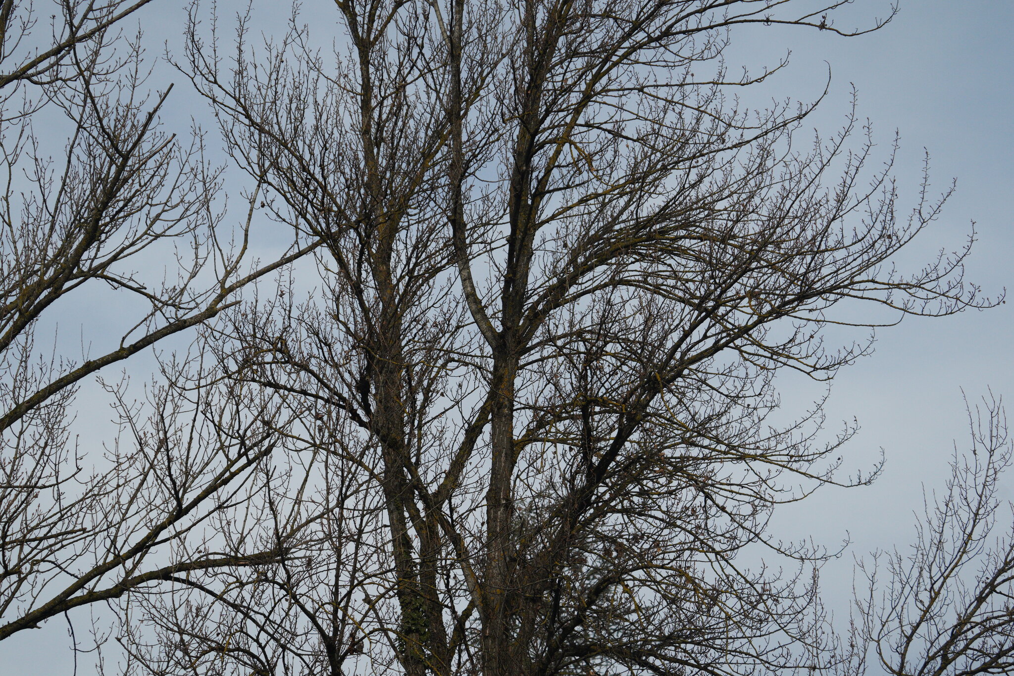 DSC00952.JPG