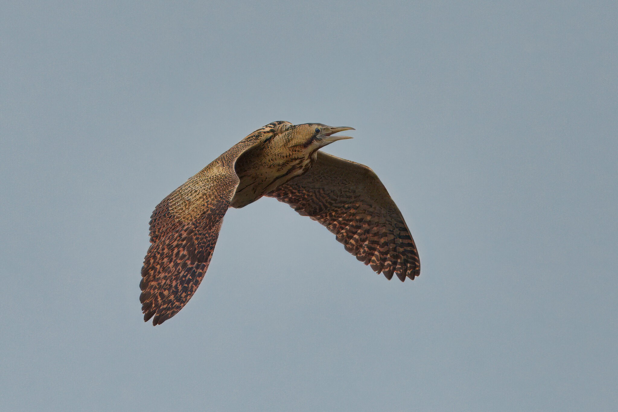 DSC01010 - Bittern.jpeg