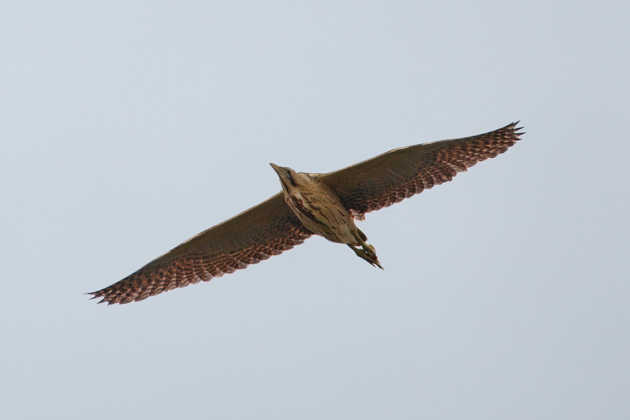 DSC01042 - Bittern.jpeg