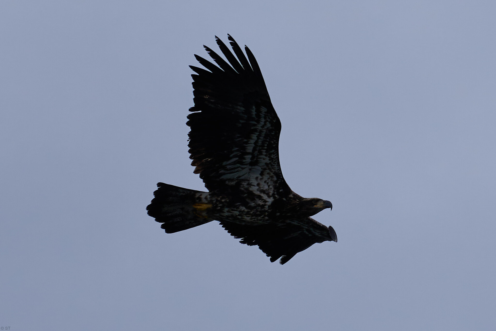 DSC01044 2.jpg
