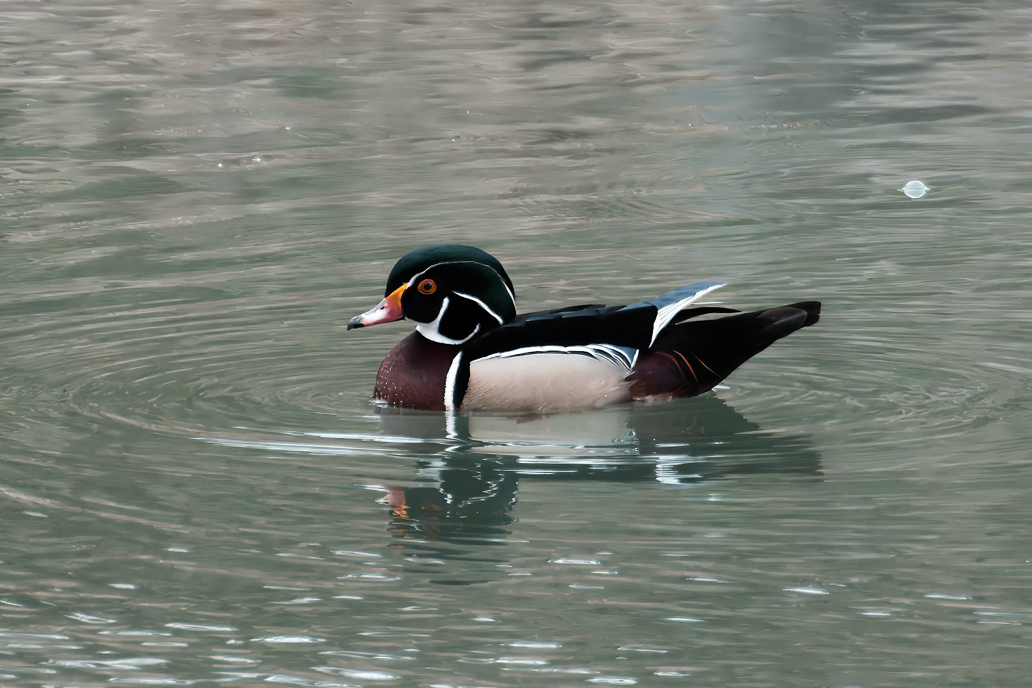 DSC01218.jpg