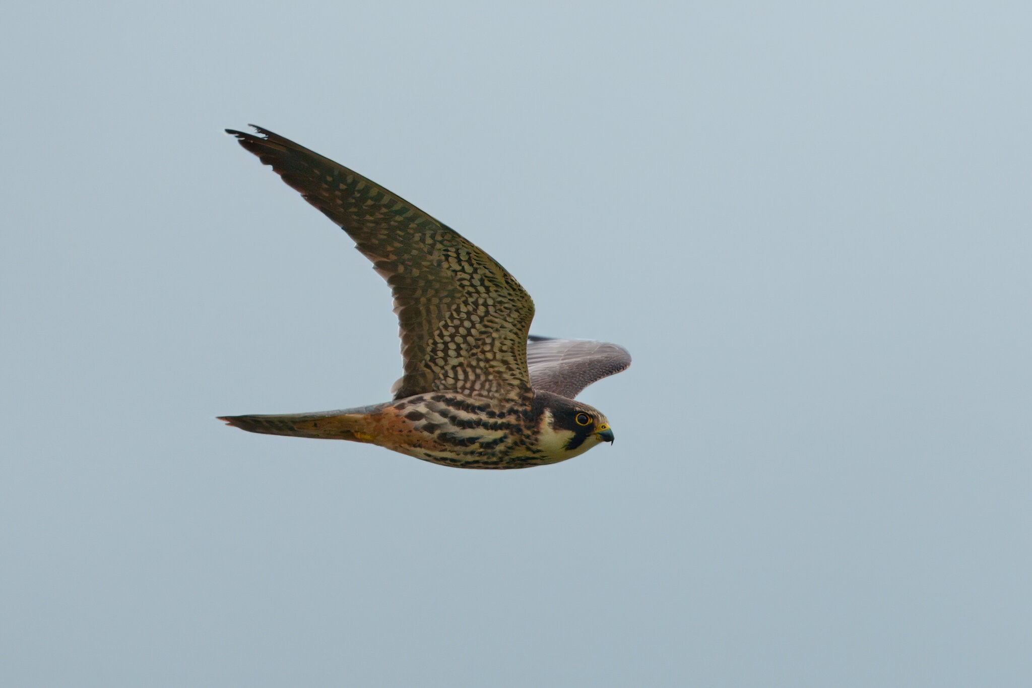 DSC01453 - Hobby.jpeg