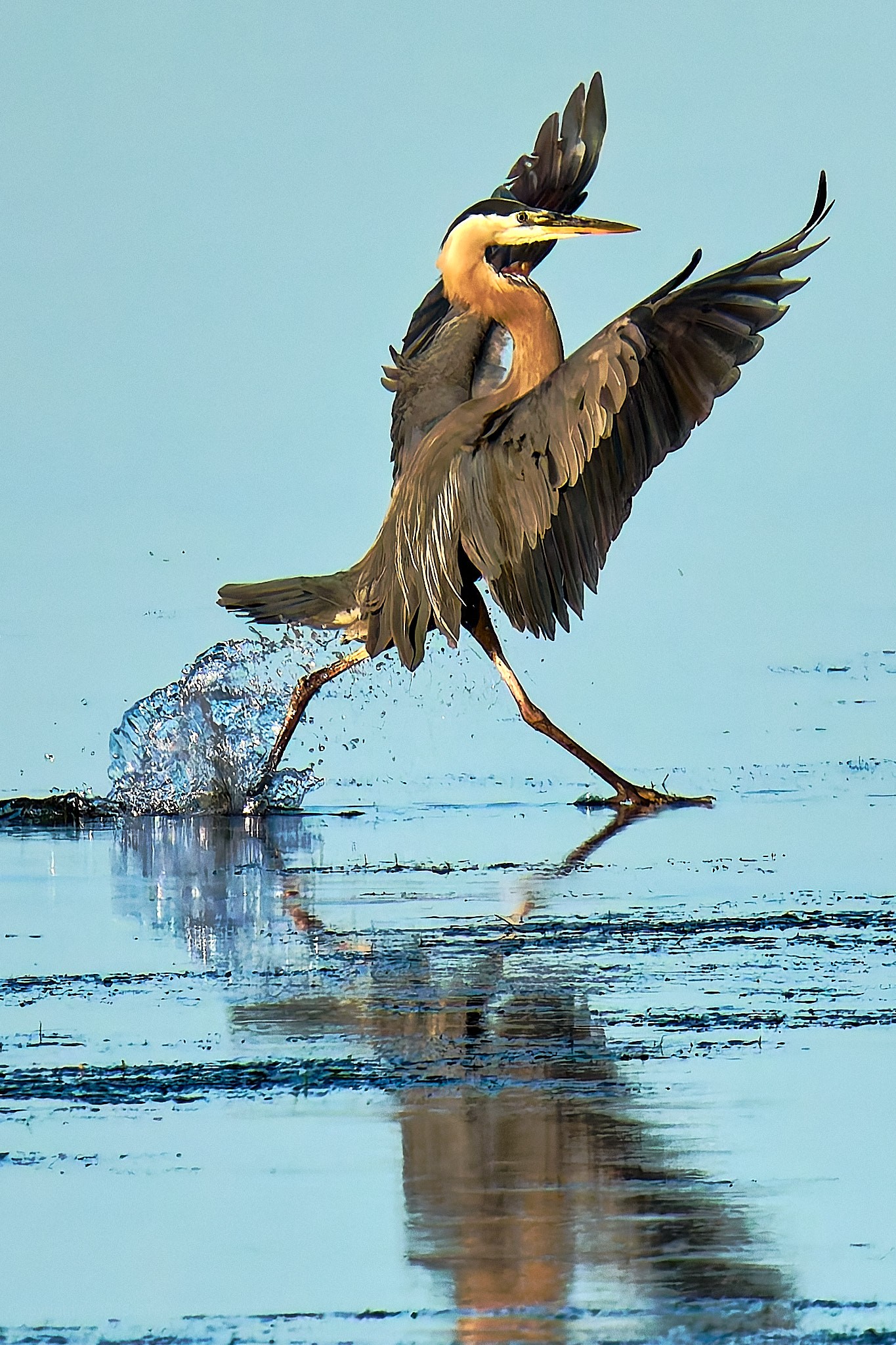 DSC01600_100percentcrop.jpg