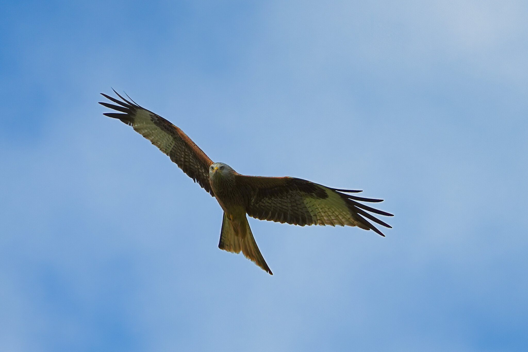 DSC01730-Red Kite.jpeg