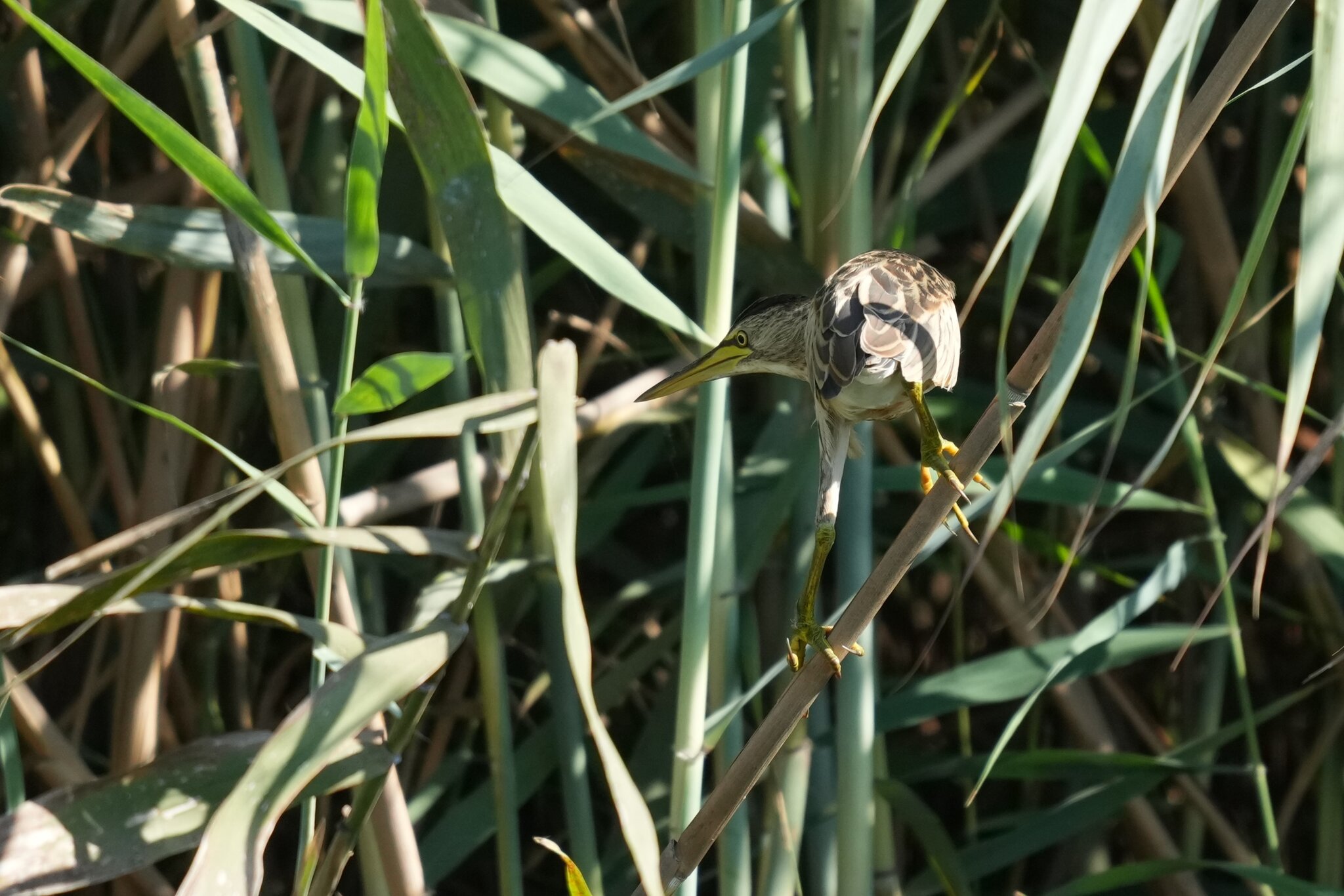 DSC01781a.JPG
