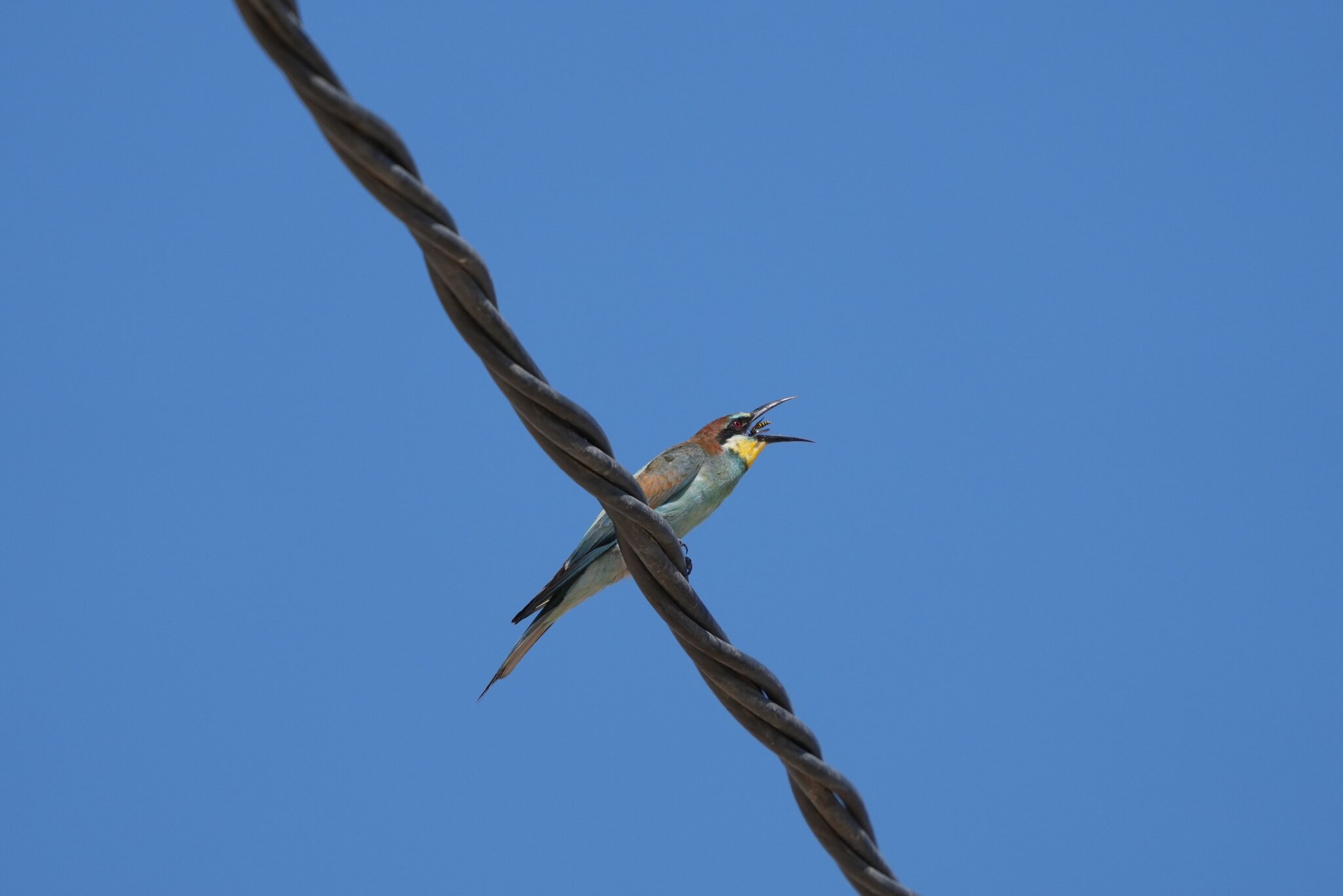 DSC02010a.JPG