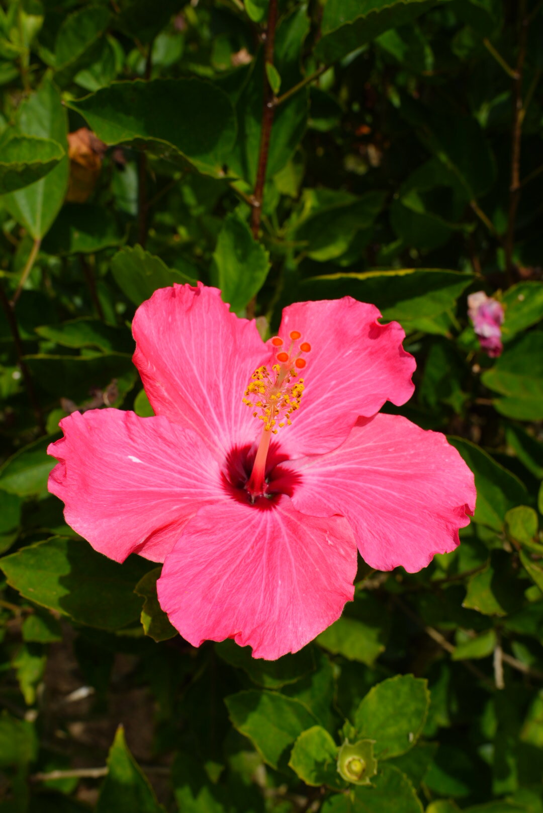 DSC02234.JPG