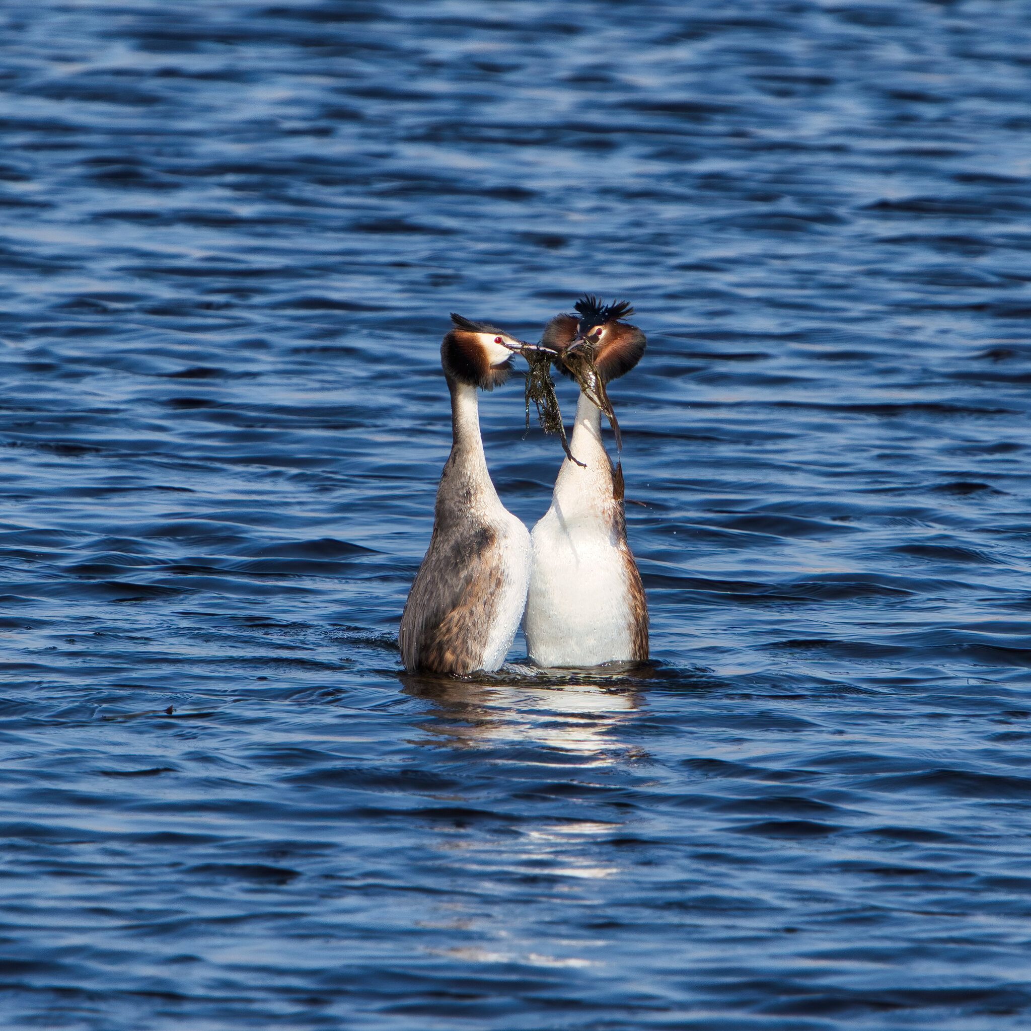 DSC02653 - Great Crested Grebes.jpeg