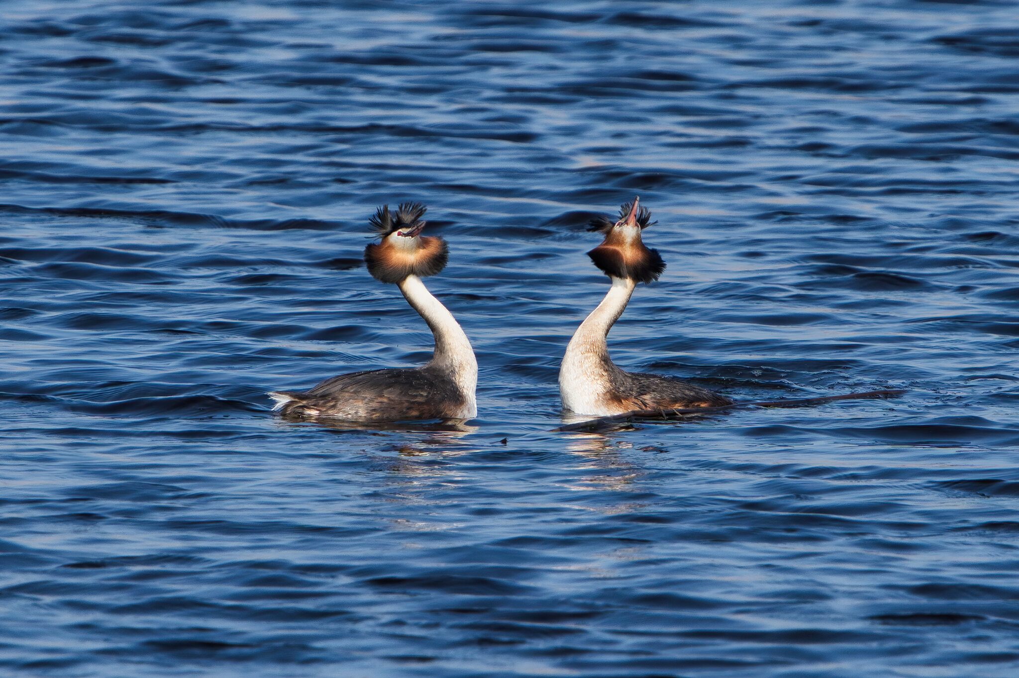 DSC02658 - Great Crested Grebes.jpeg