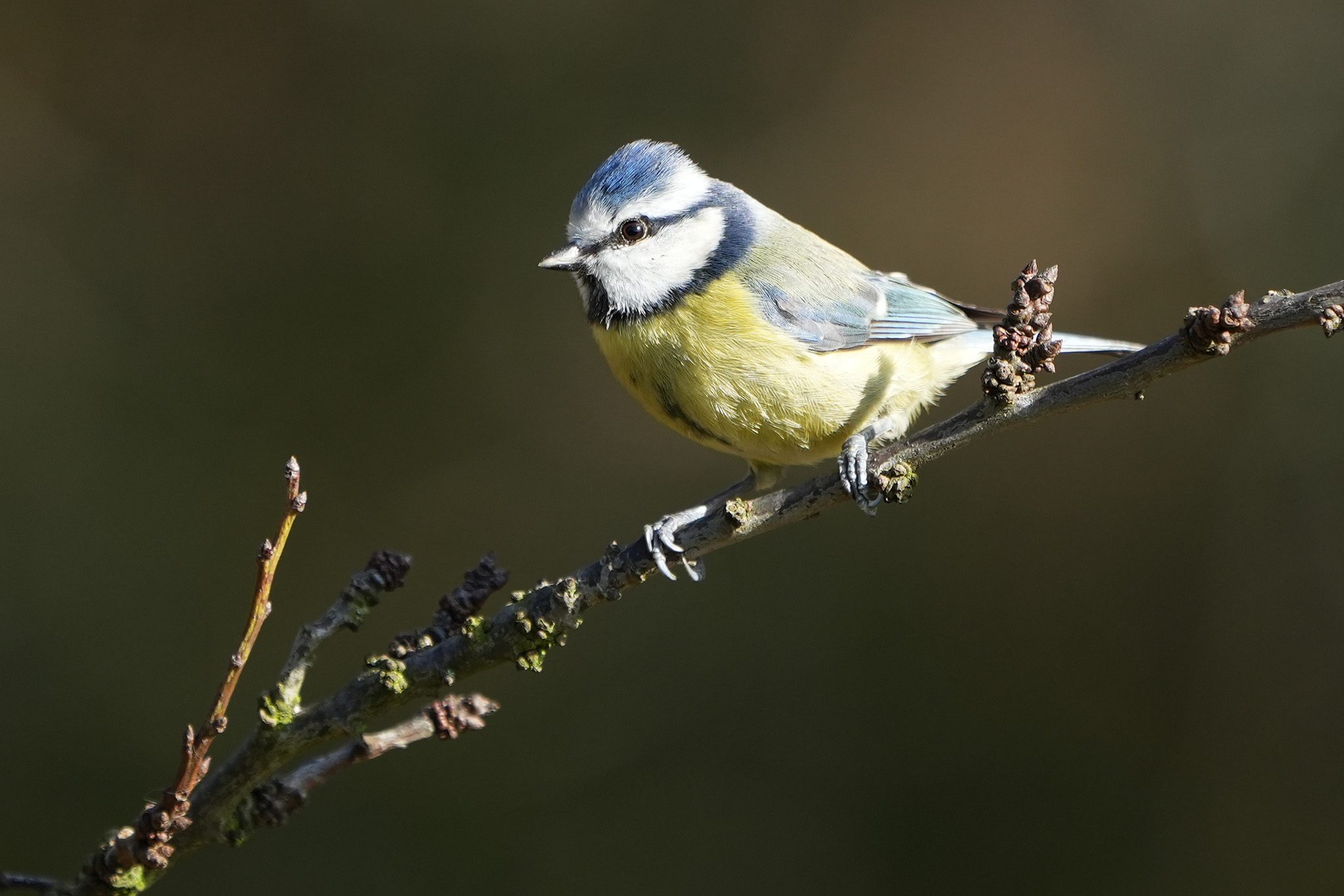 DSC02929-Bluetit-2048px.jpg