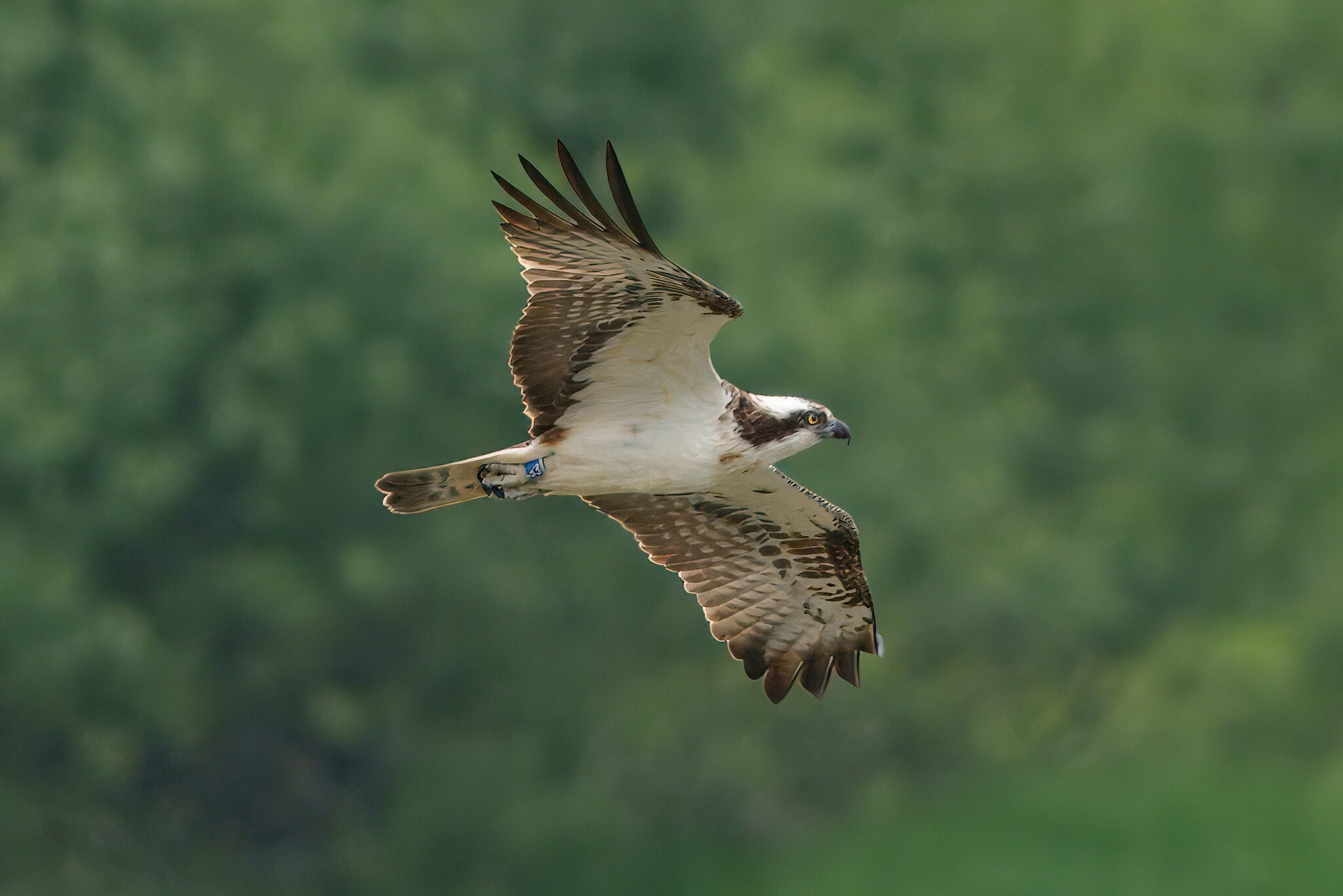 DSC03483 - Osprey.jpeg