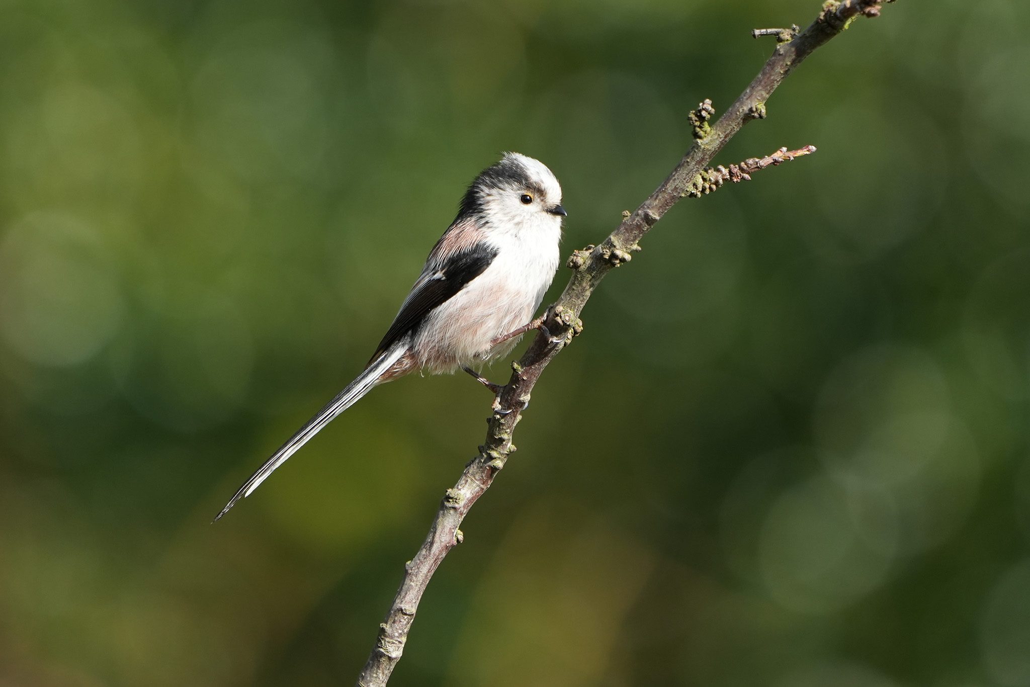 DSC03584-Long-Tailed-Tit-2048px.jpg