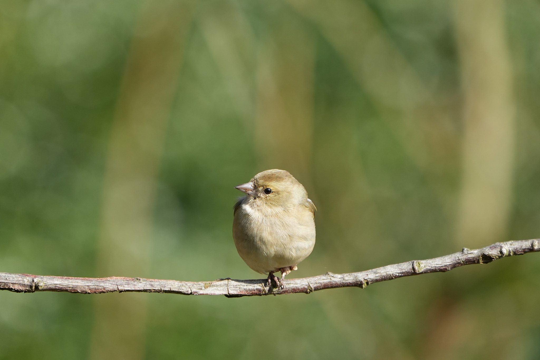 DSC03629-Chaffinch-Female-2048px.jpg