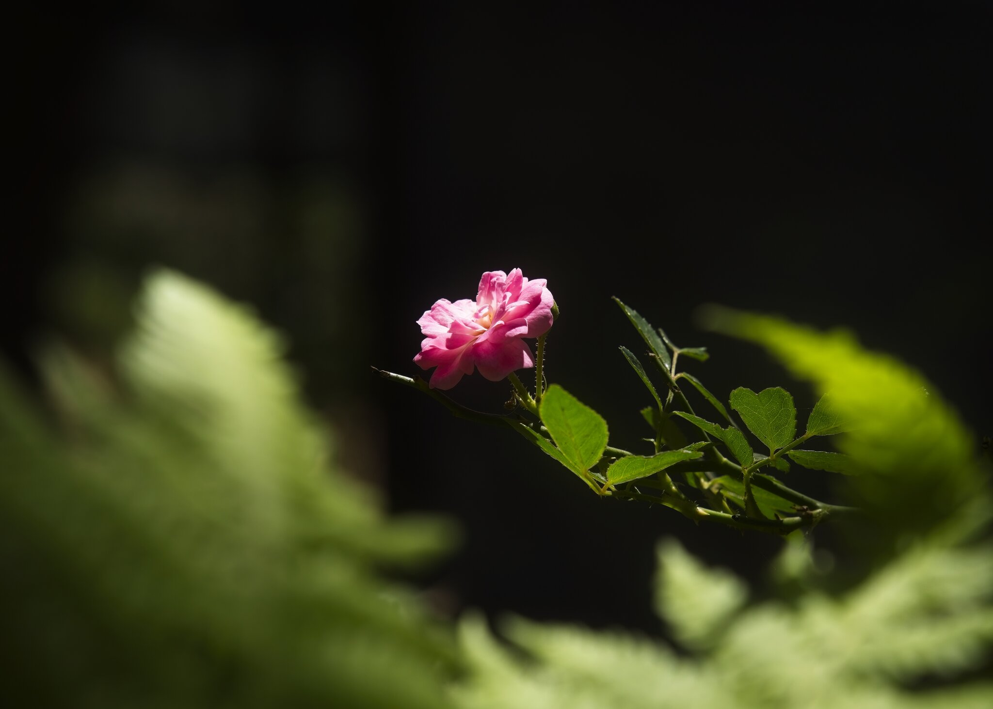 DSC03936 2.jpg