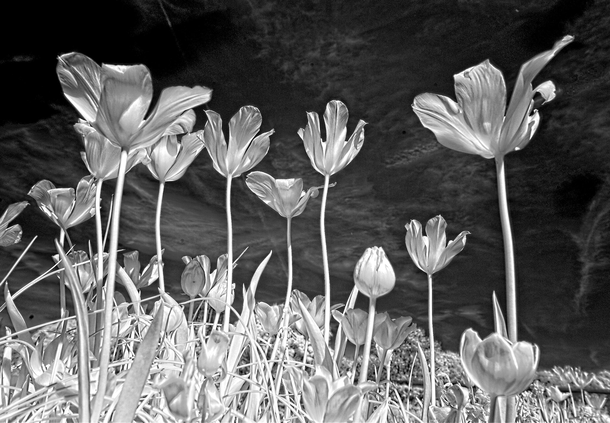 DSC04162tulips.jpg