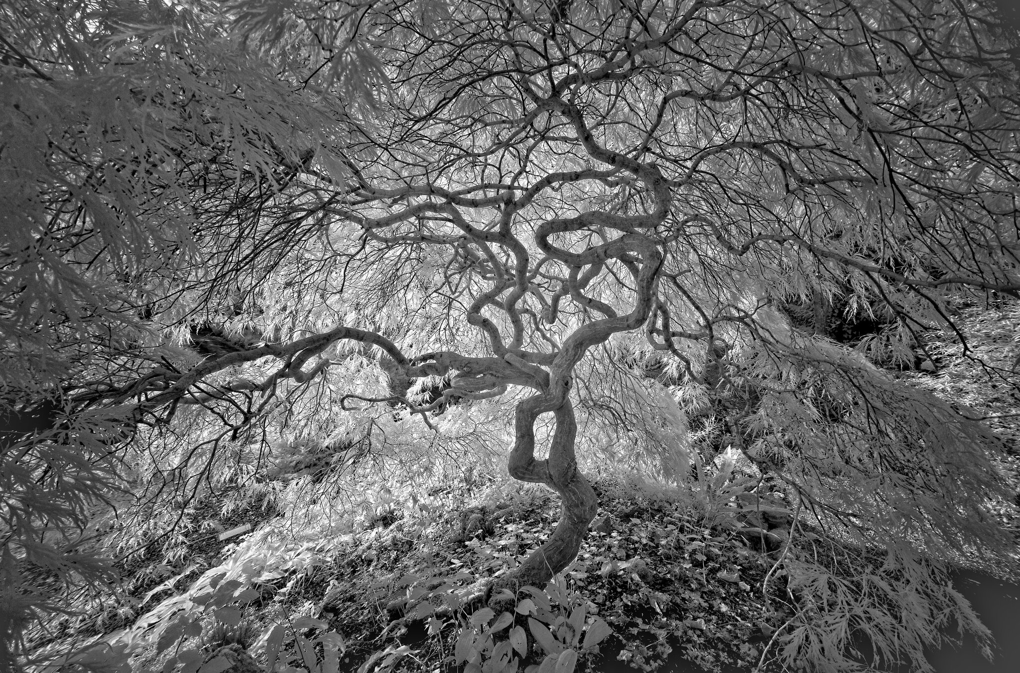 DSC04186hylands.jpg