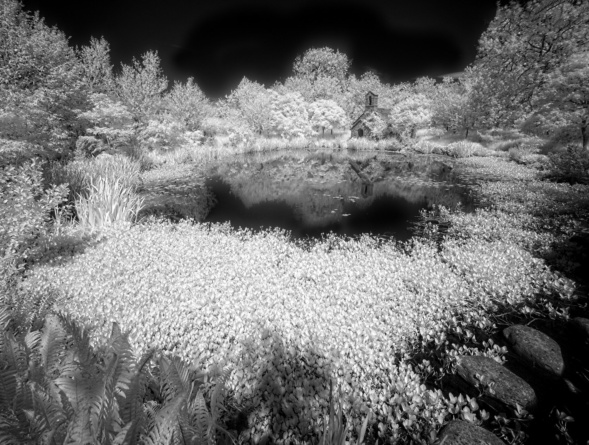 DSC04233larch cottage garden.jpg