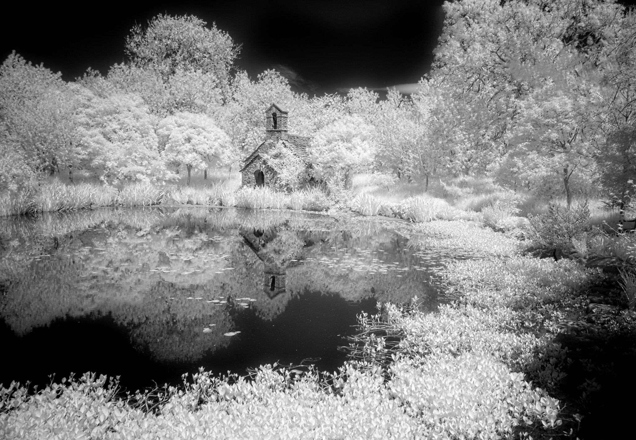 DSC04239larch cottage garden.jpg