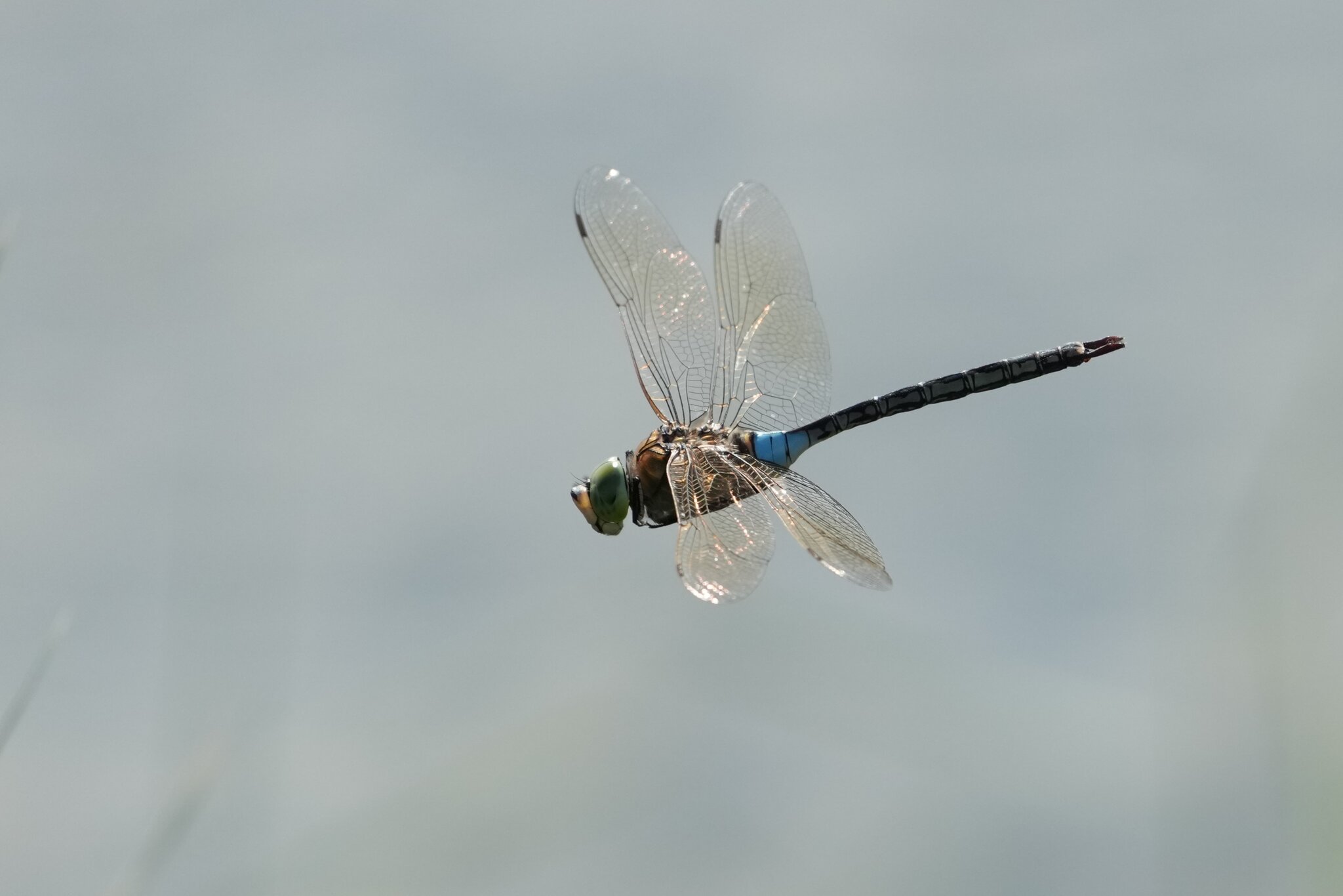 DSC04301a.JPG