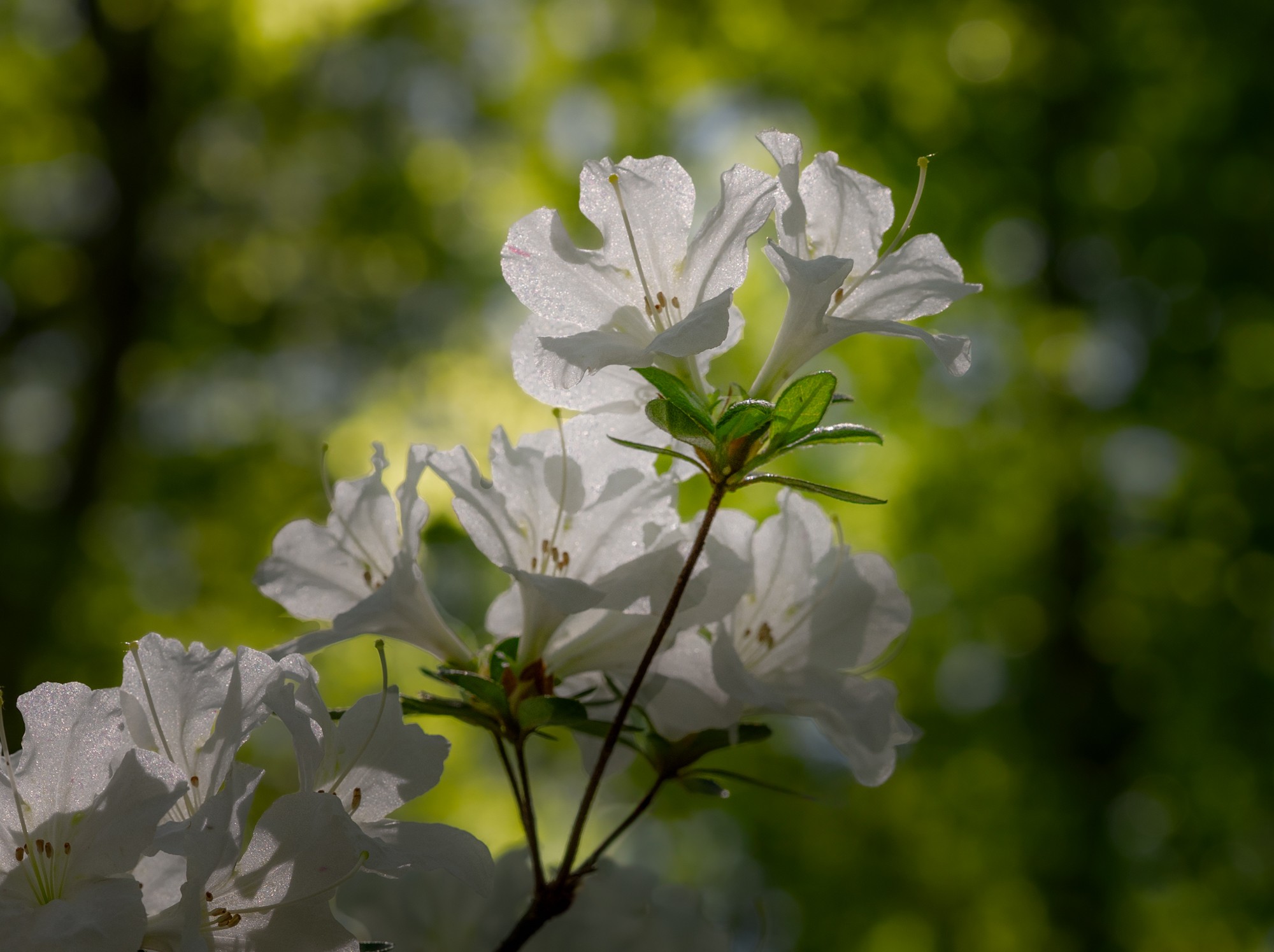 DSC04762-Edit.jpg