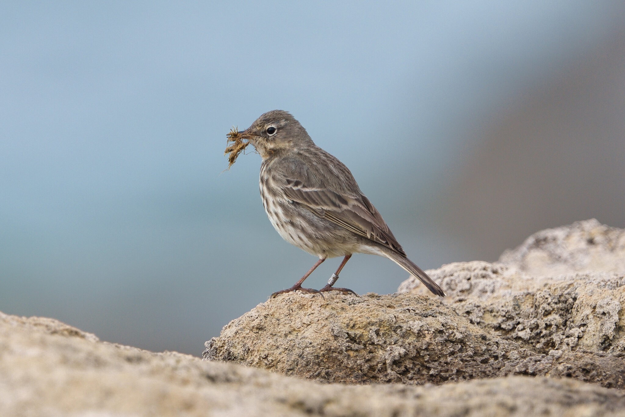 DSC04877 - Rock Pipit.jpeg
