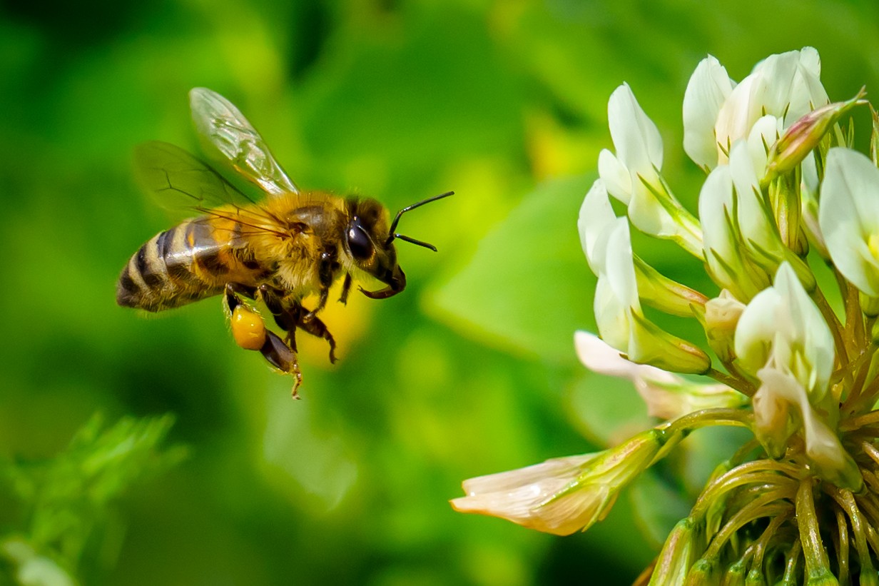 DSC04896-BEE3.jpg
