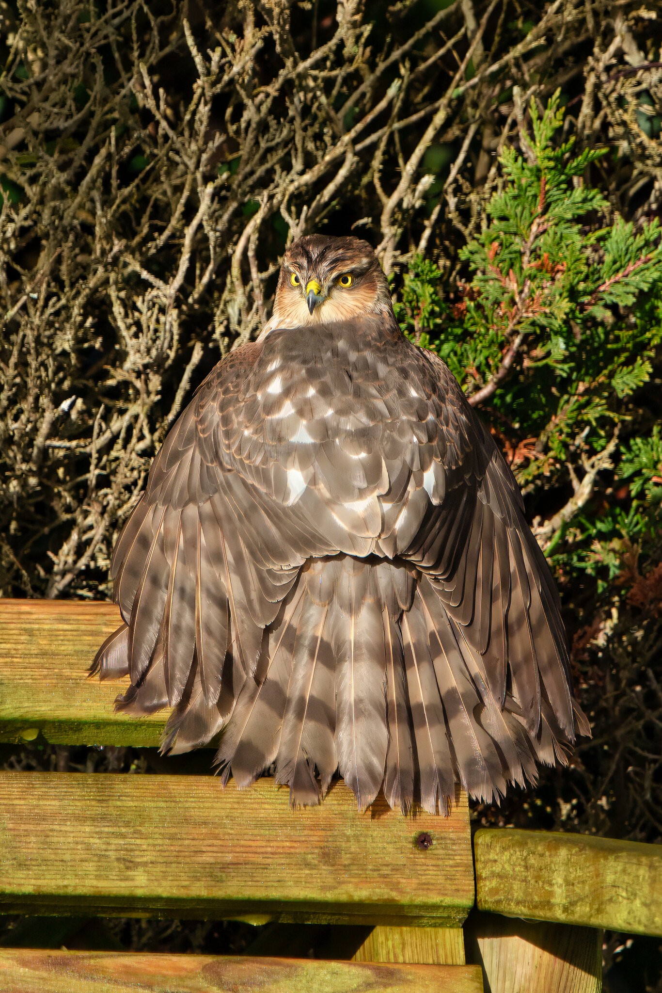 DSC05172 - Sparrowhawk.jpeg