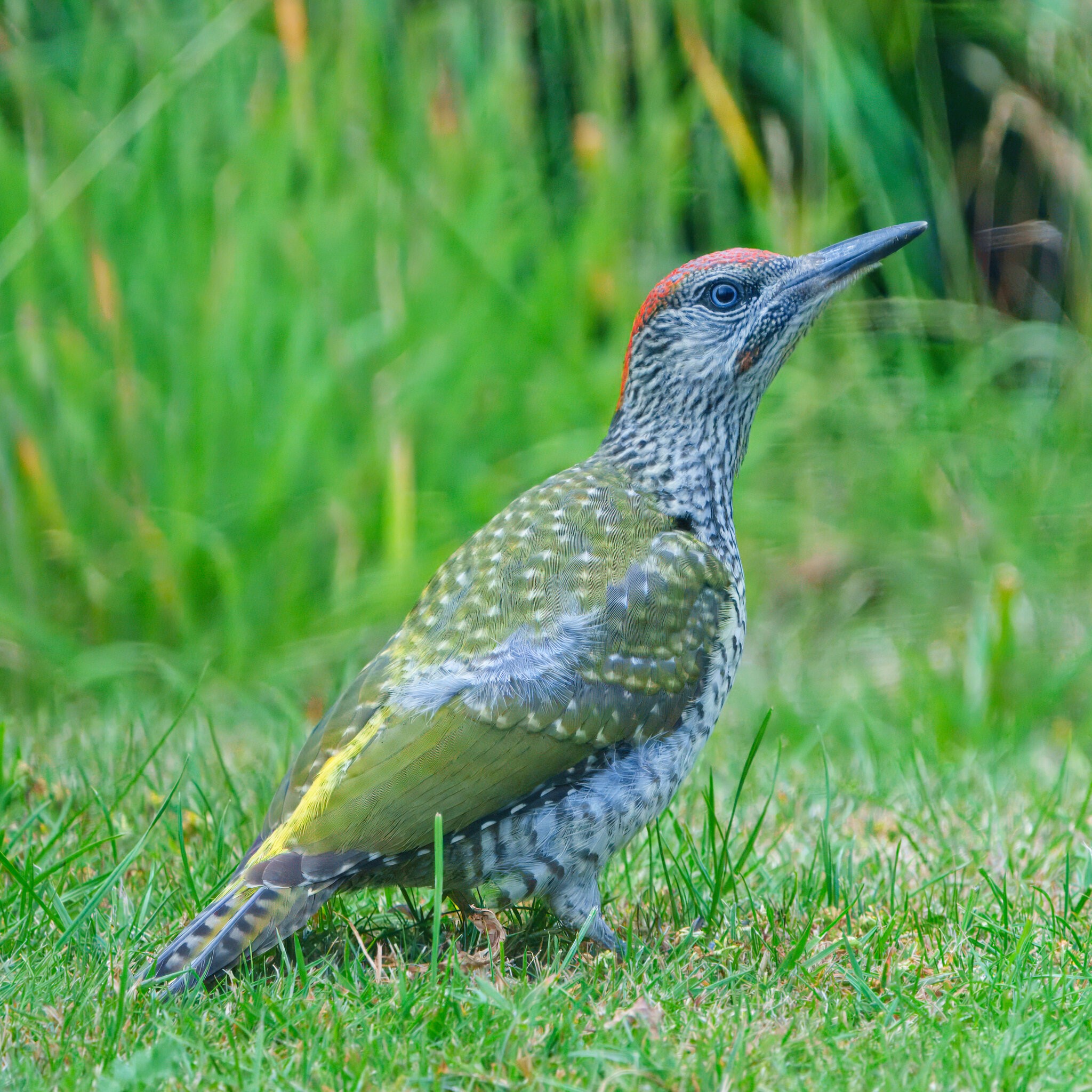 DSC06300 - Green Woodpecker (Juv).jpeg