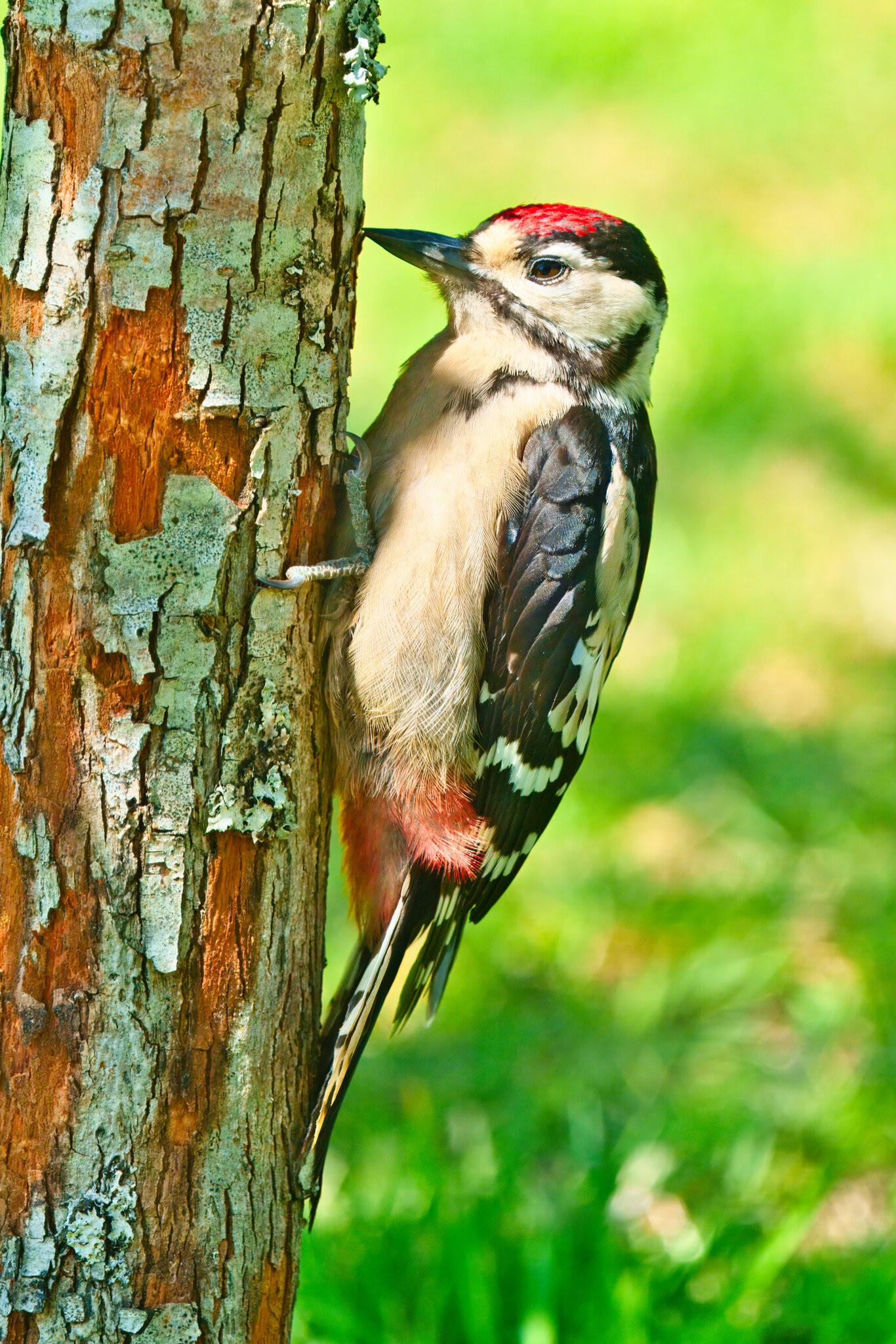 DSC06434 - Great Spotted Woodpecker (Juv).jpeg