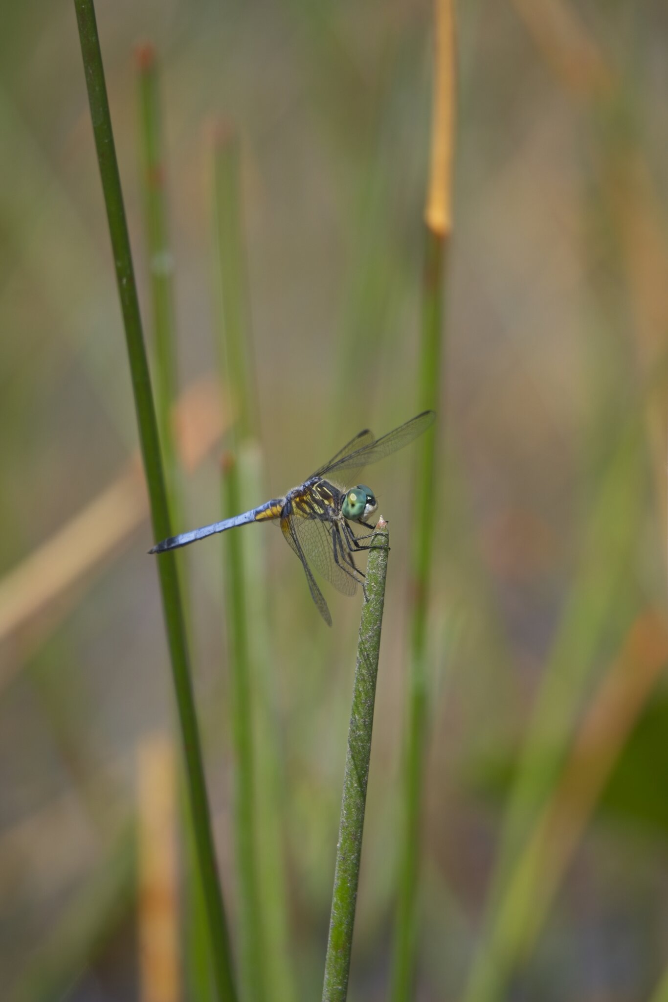 DSC06514.jpg