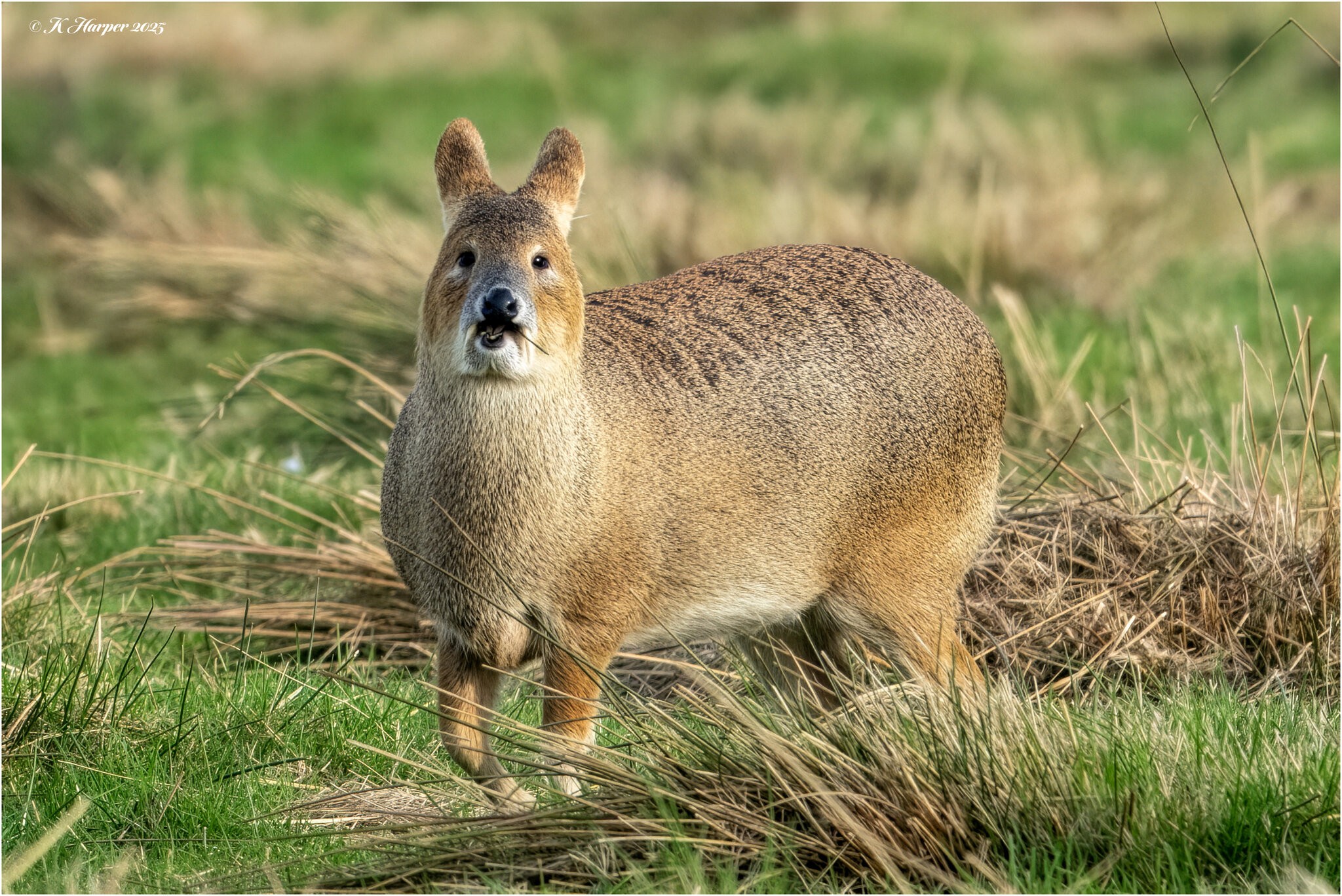 DSC06638 Firefly Upscaler 2x scale.jpg