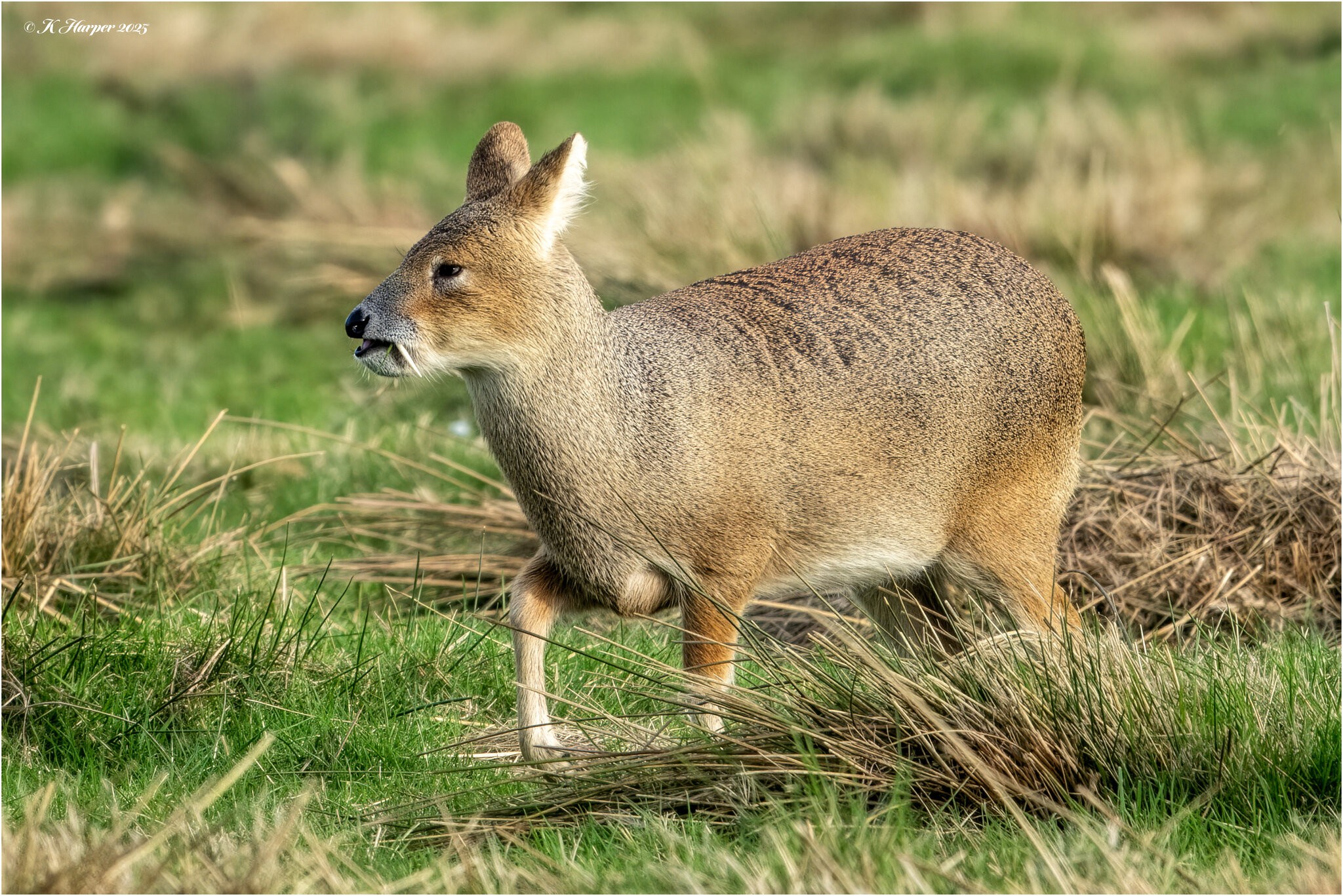 DSC06646 Firefly Upscaler 2x scale.jpg