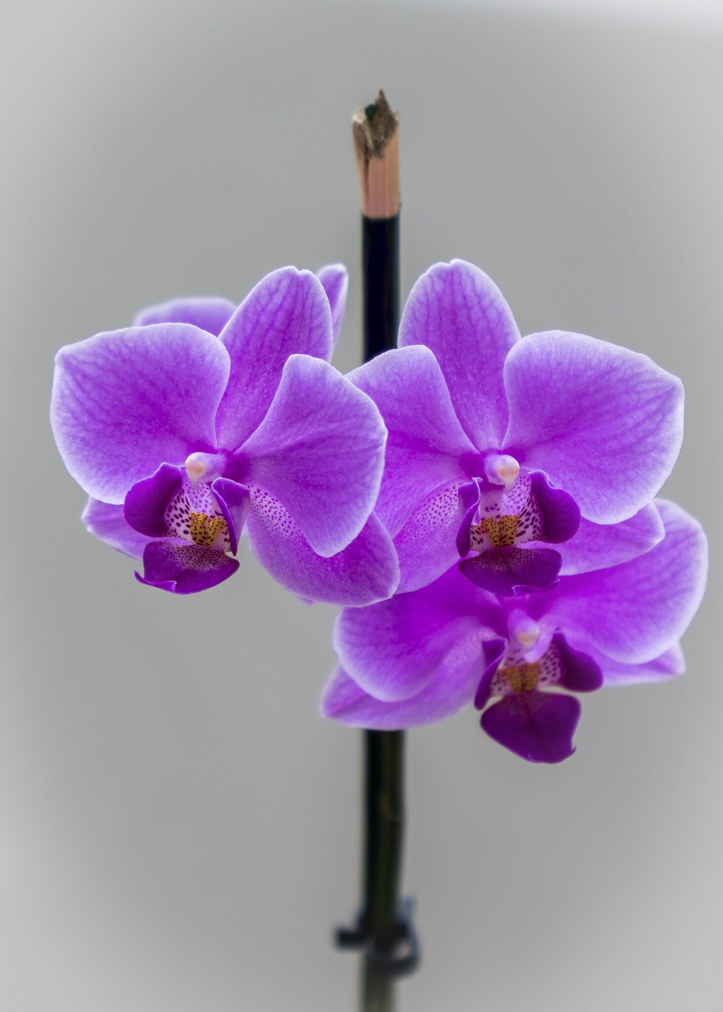 DSC07430_5x7.jpg