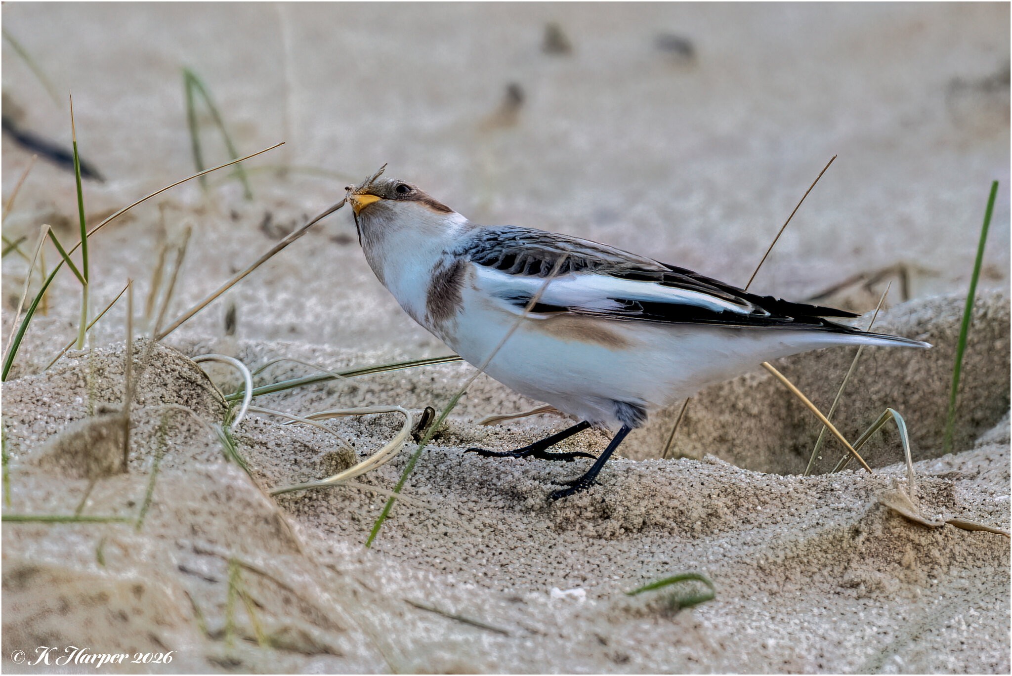 DSC07441 Firefly Upscaler 2x scale.jpg