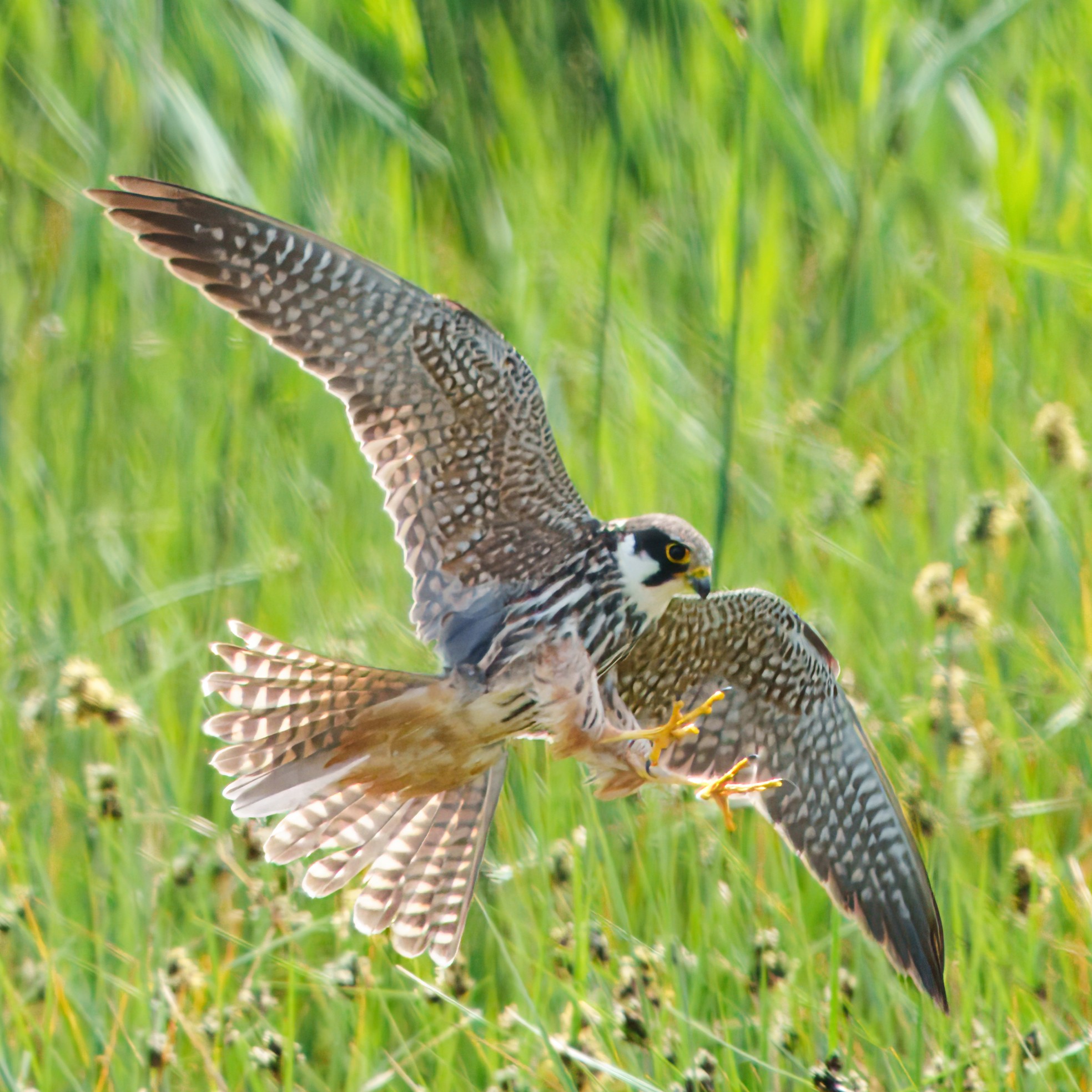 DSC07536 - Hobby.jpeg