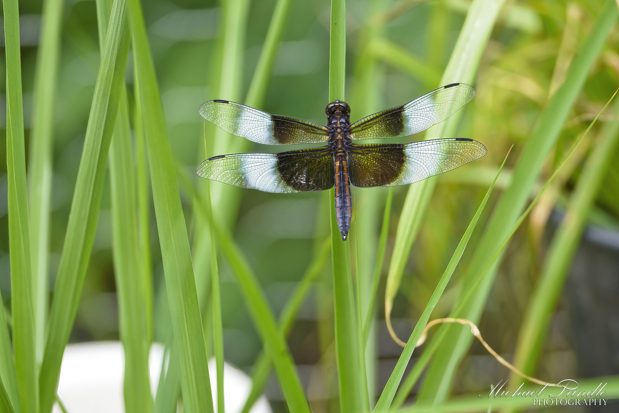 DSC08022 - Widow Skimmer sign 2048.jpg