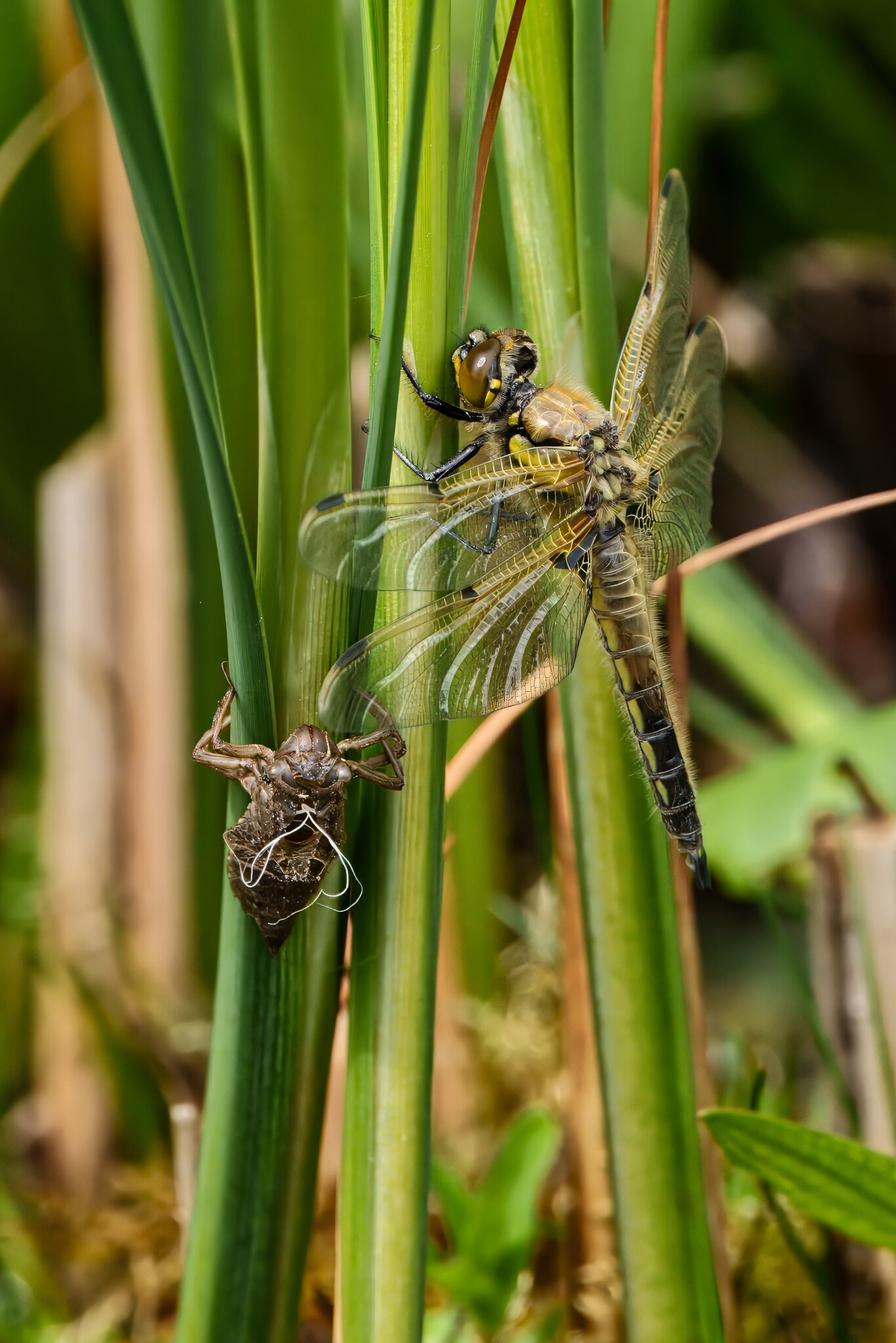 DSC08063 - Dragonfly emerging 2.jpeg