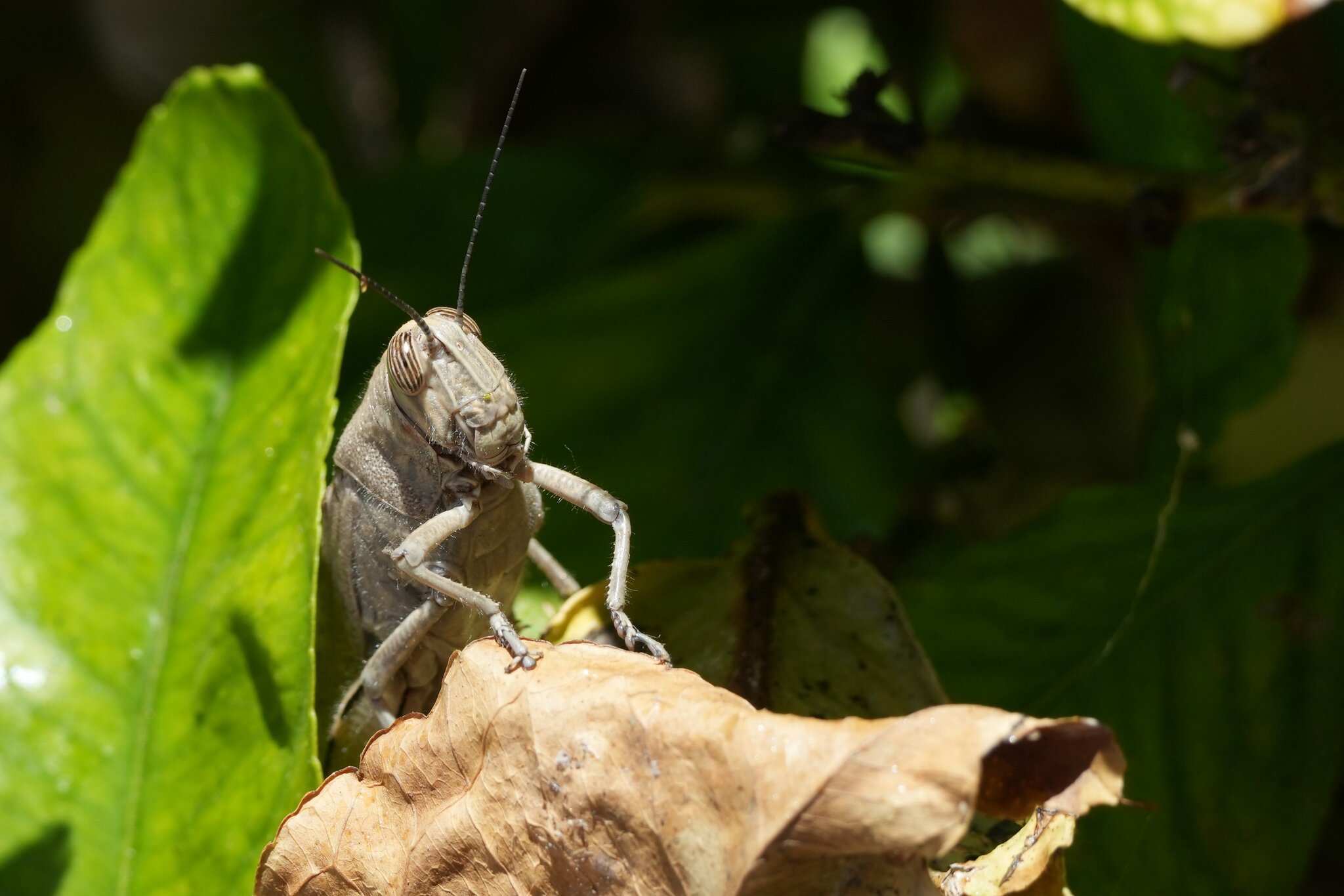 DSC08117.JPG