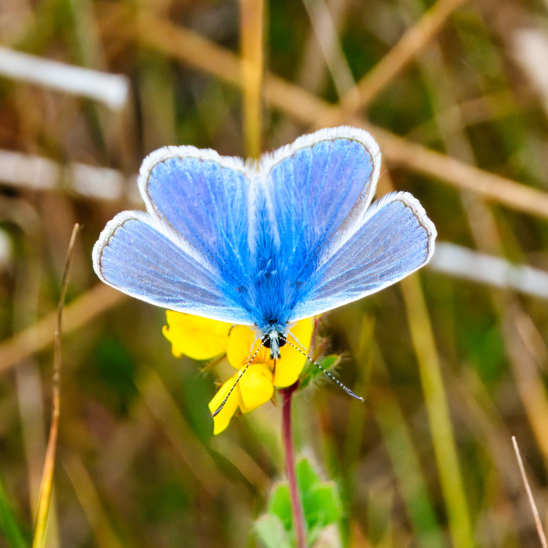 DSC08168 - Common Blue butterfly.jpeg