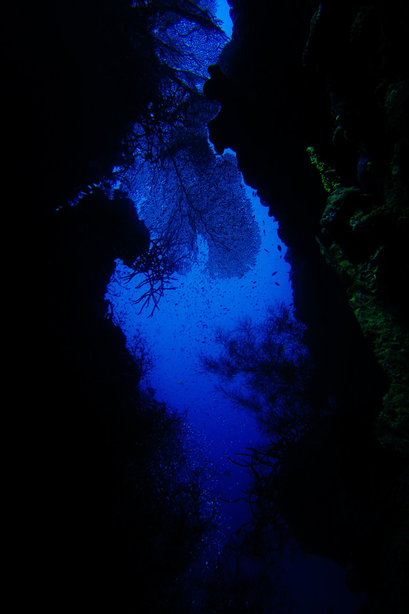 DSC0818708187Menjangan.jpg