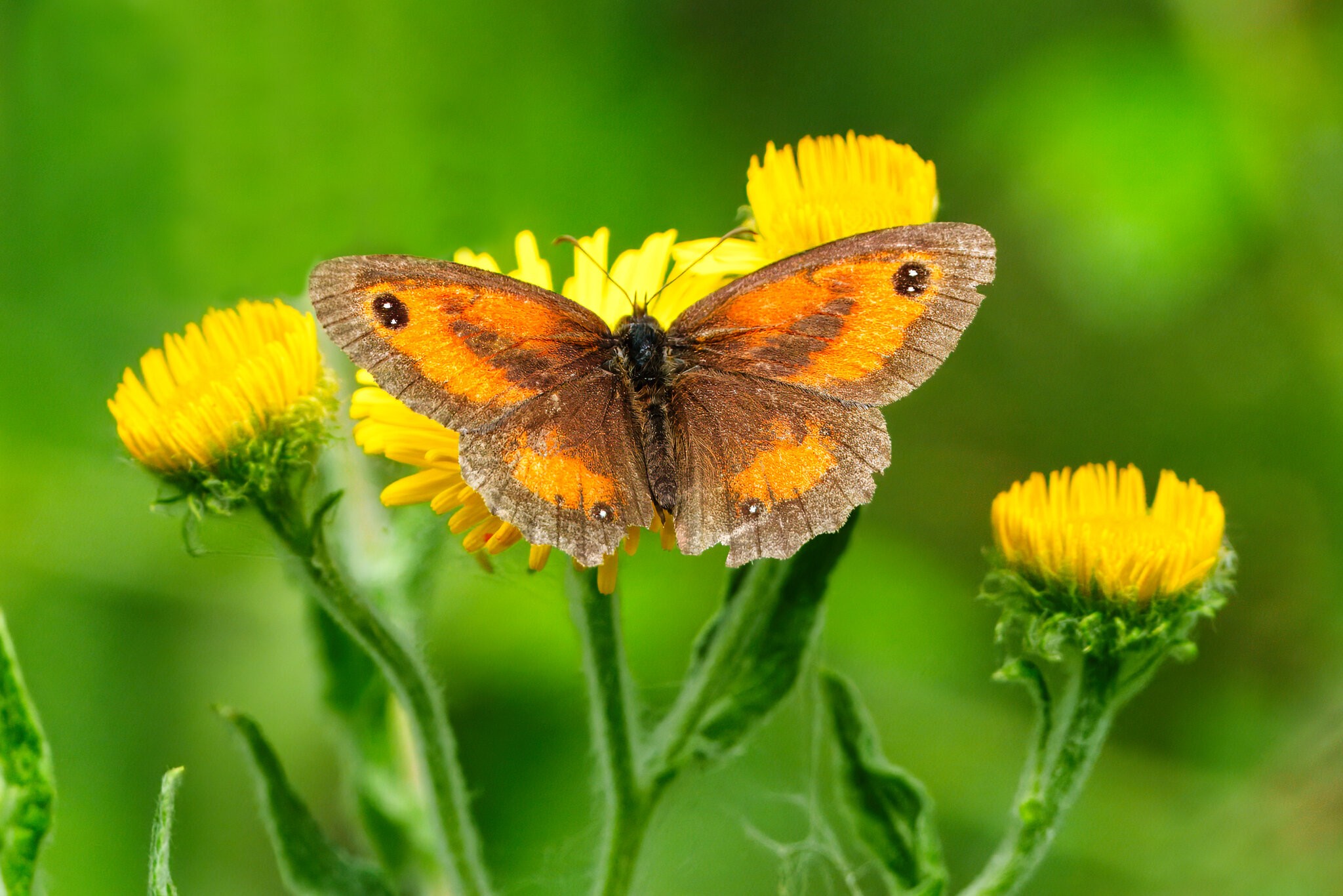 DSC08301 - Gatekeeper butterfly.jpeg