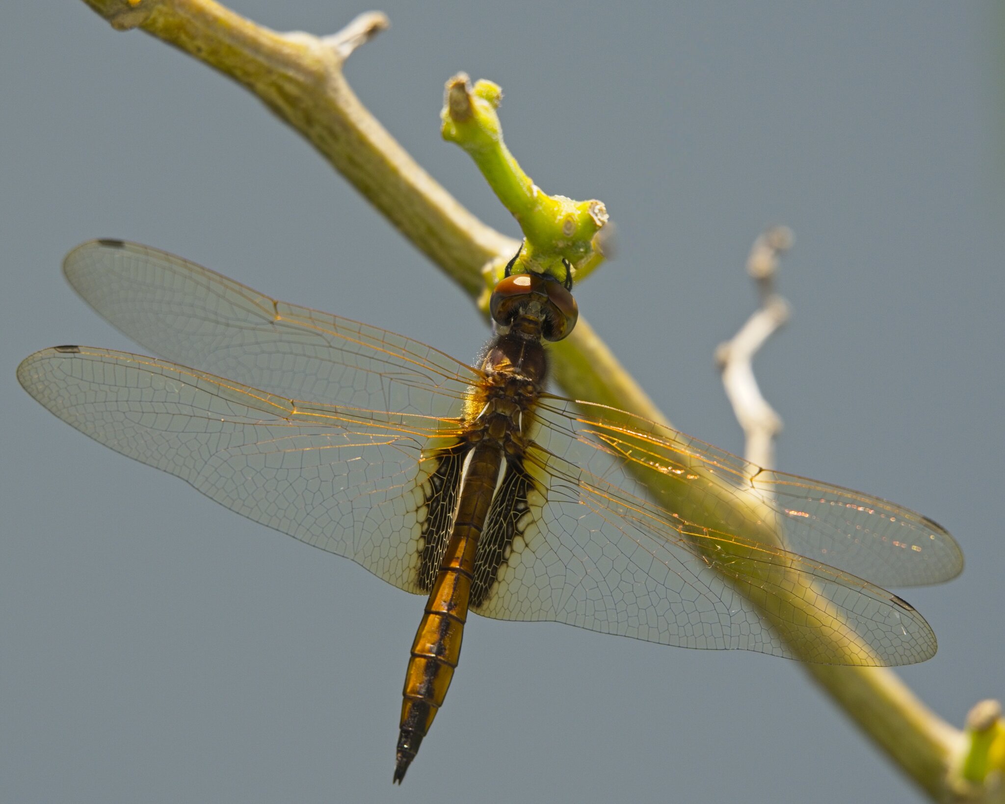 DSC08445.jpg