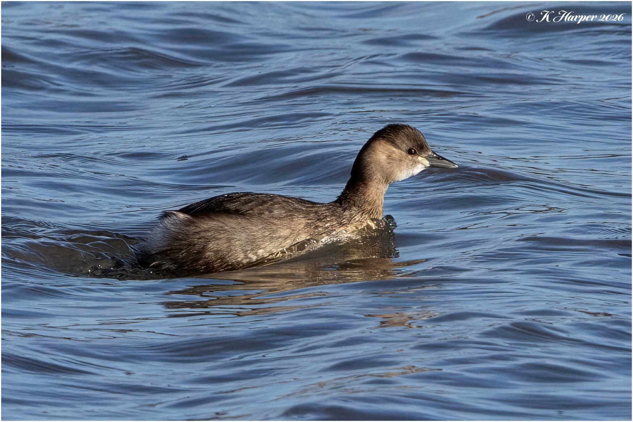 DSC08652 Firefly Upscaler 2x scale.jpg