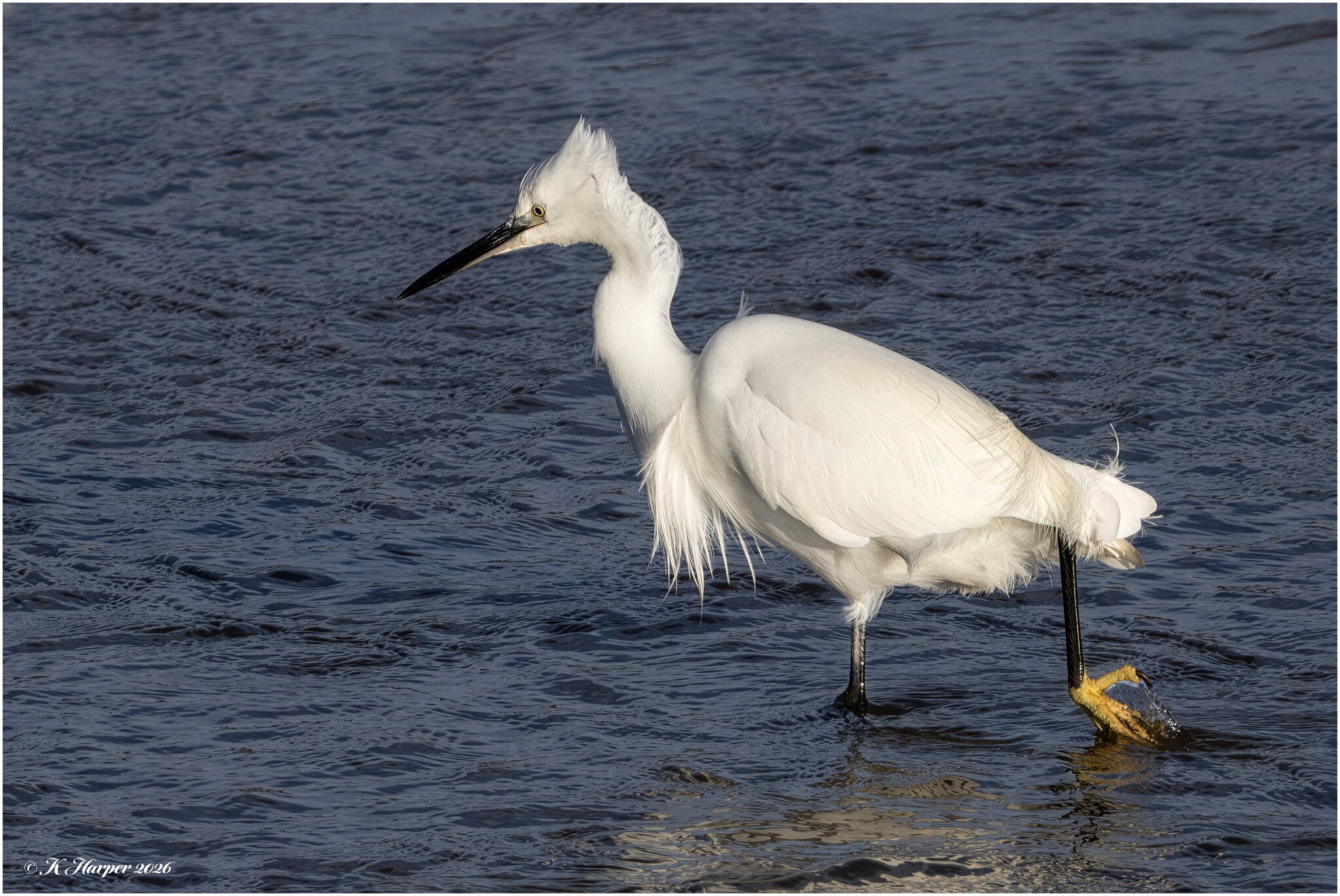 DSC08854 Firefly Upscaler 2x scale.jpg