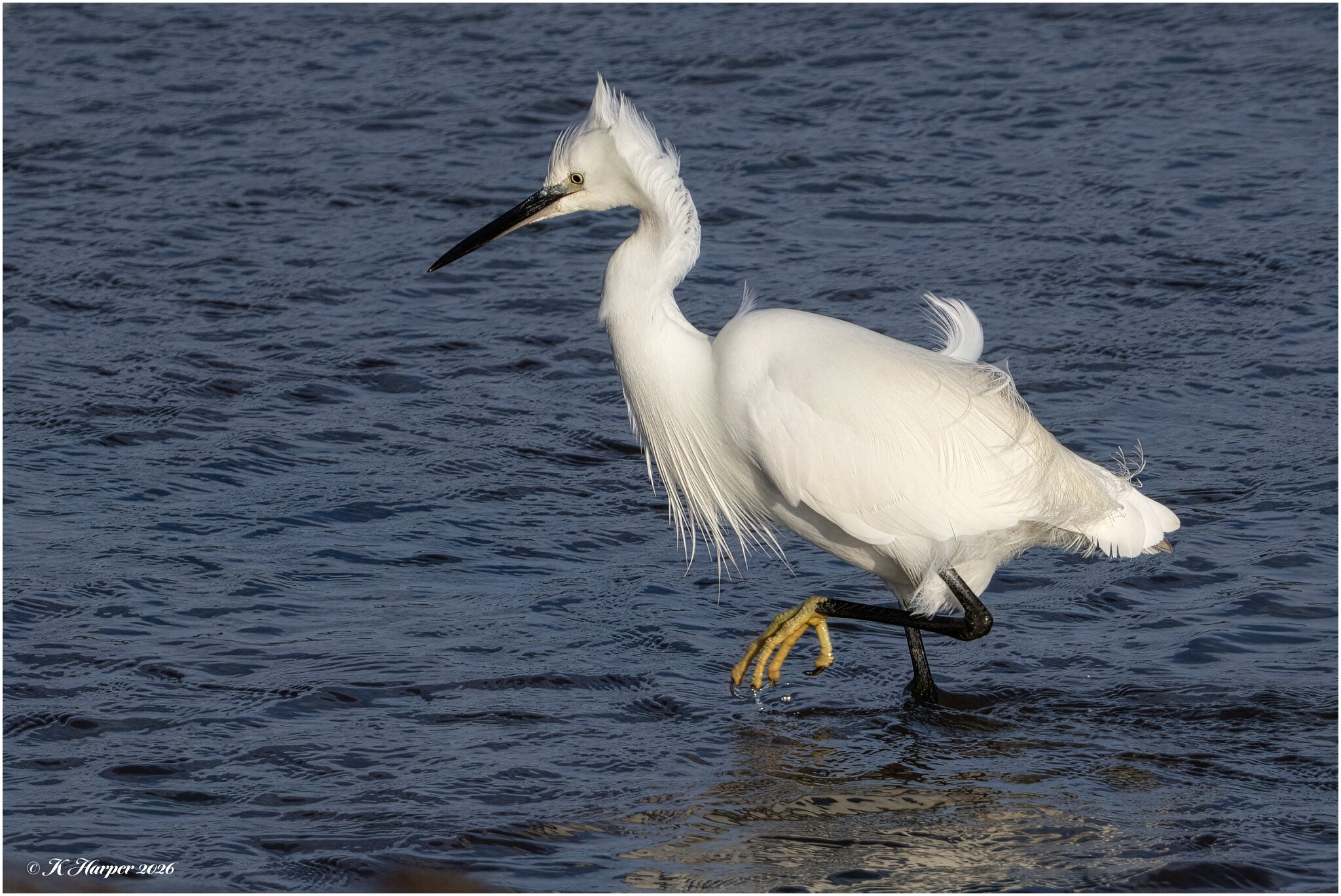 DSC08859 Firefly Upscaler 2x scale.jpg