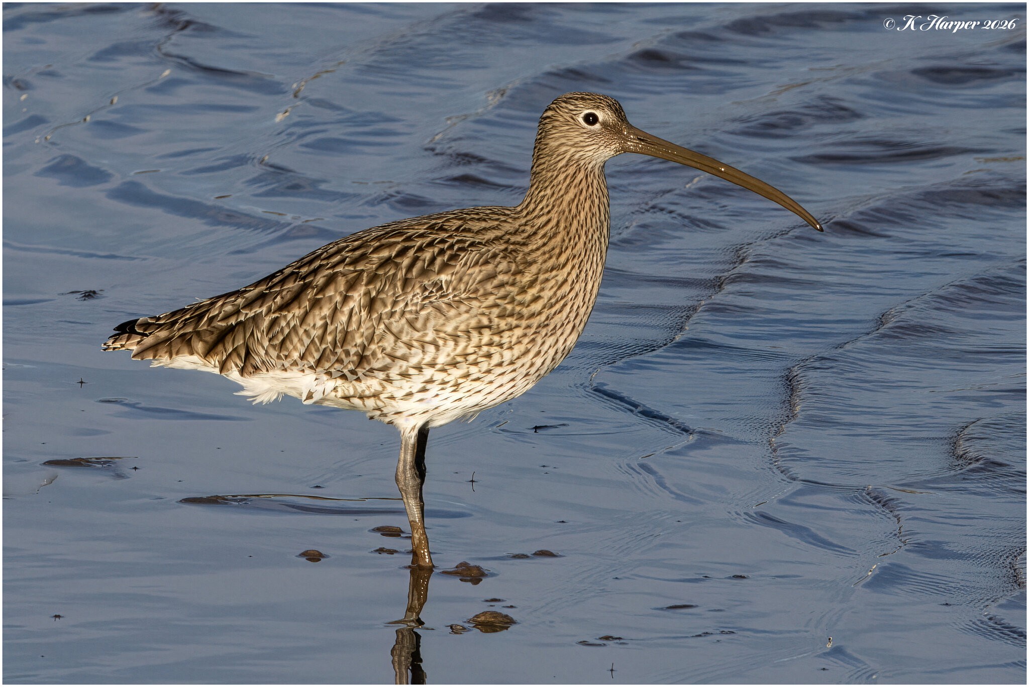 DSC08940 Firefly Upscaler 2x scale.jpg