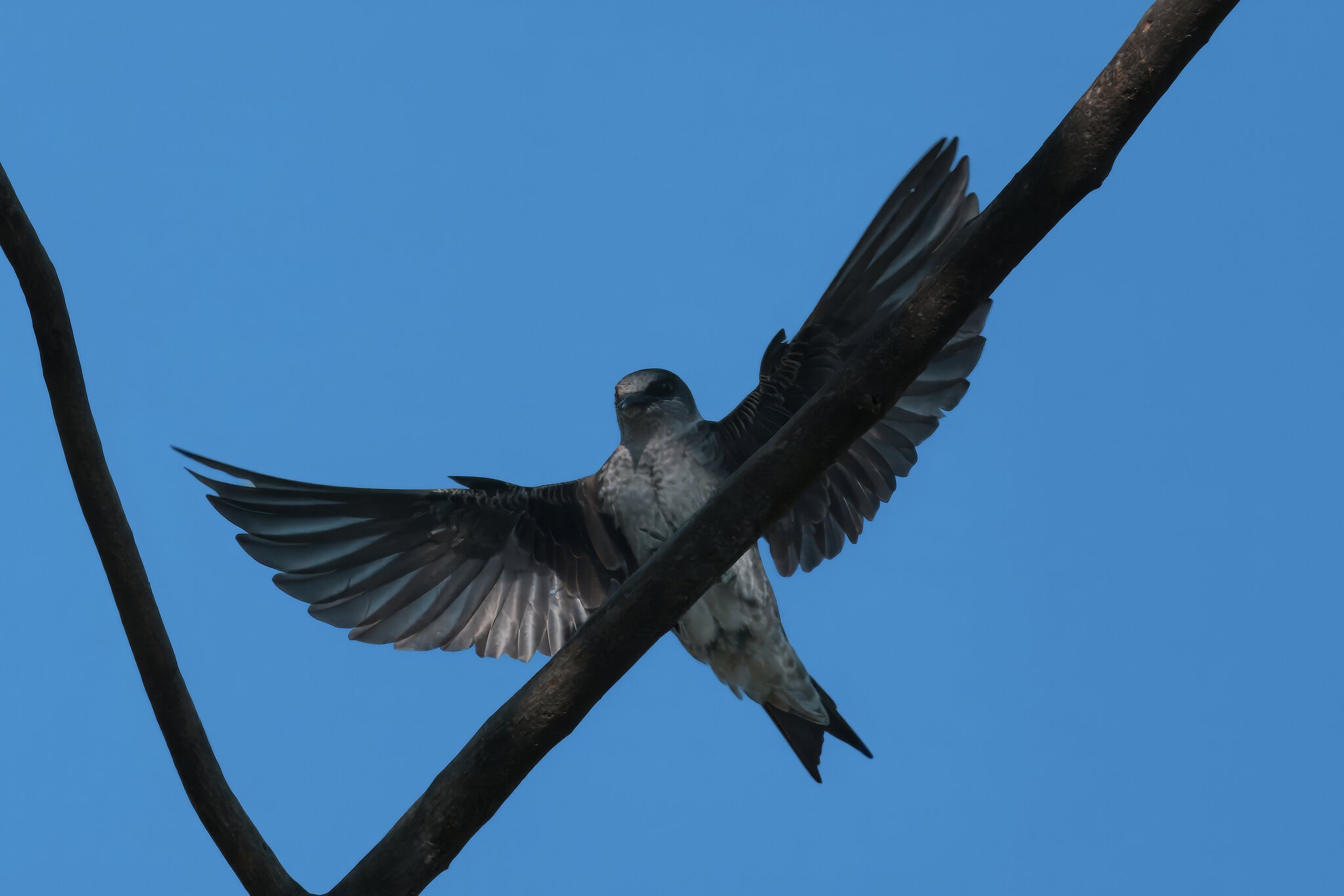 DSC09006.jpg