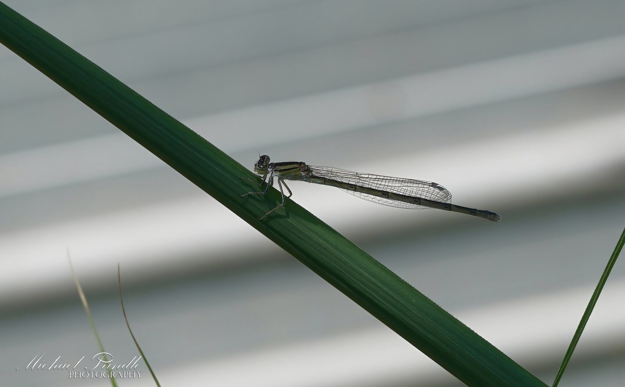 DSC09284-A Narrow-winged Damselfly sign.jpg
