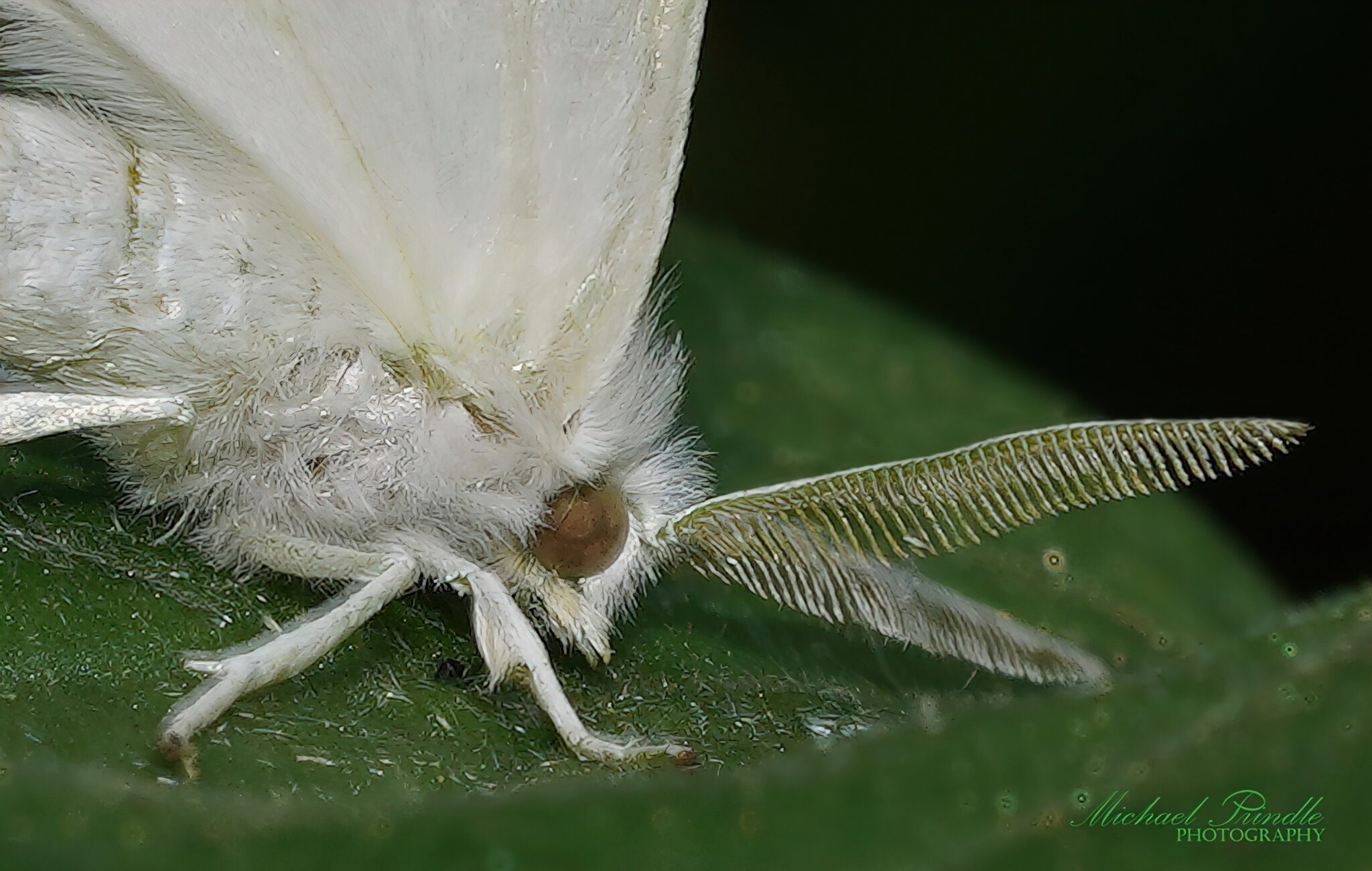 DSC09405-C4 Whi Moth sign.jpg